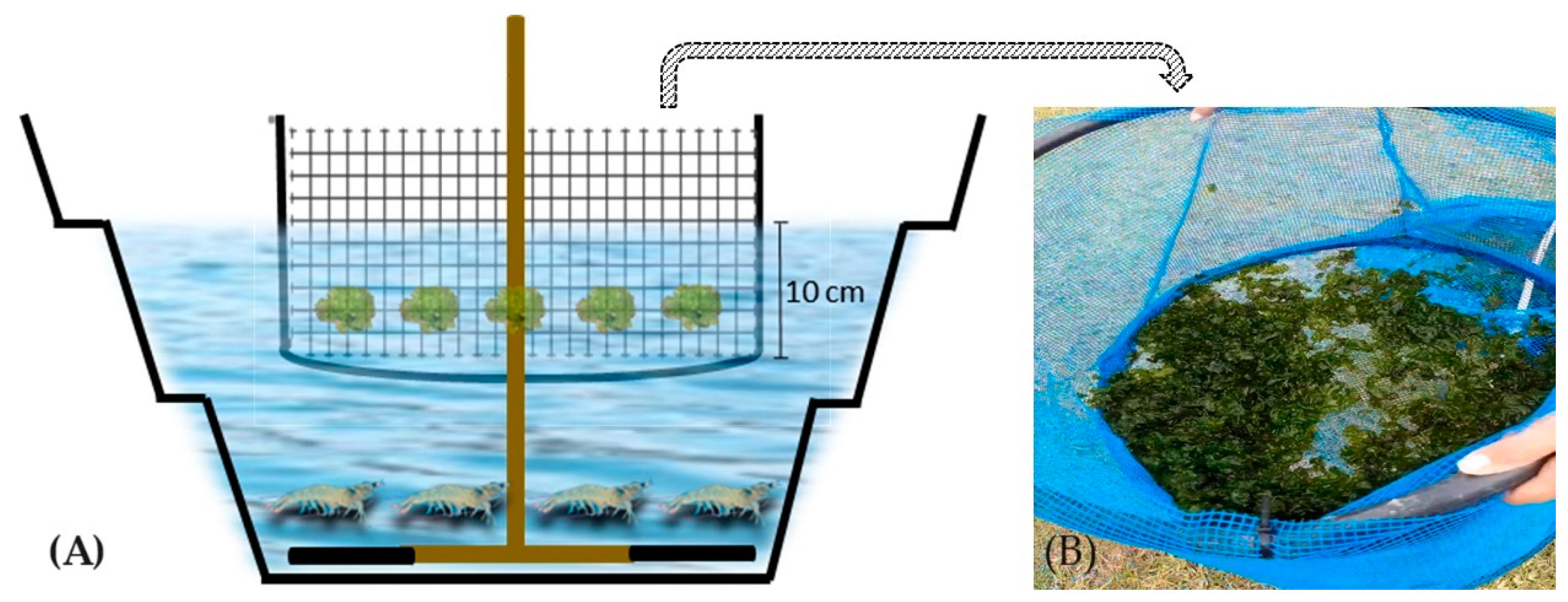 Phycology 04 00002 g001