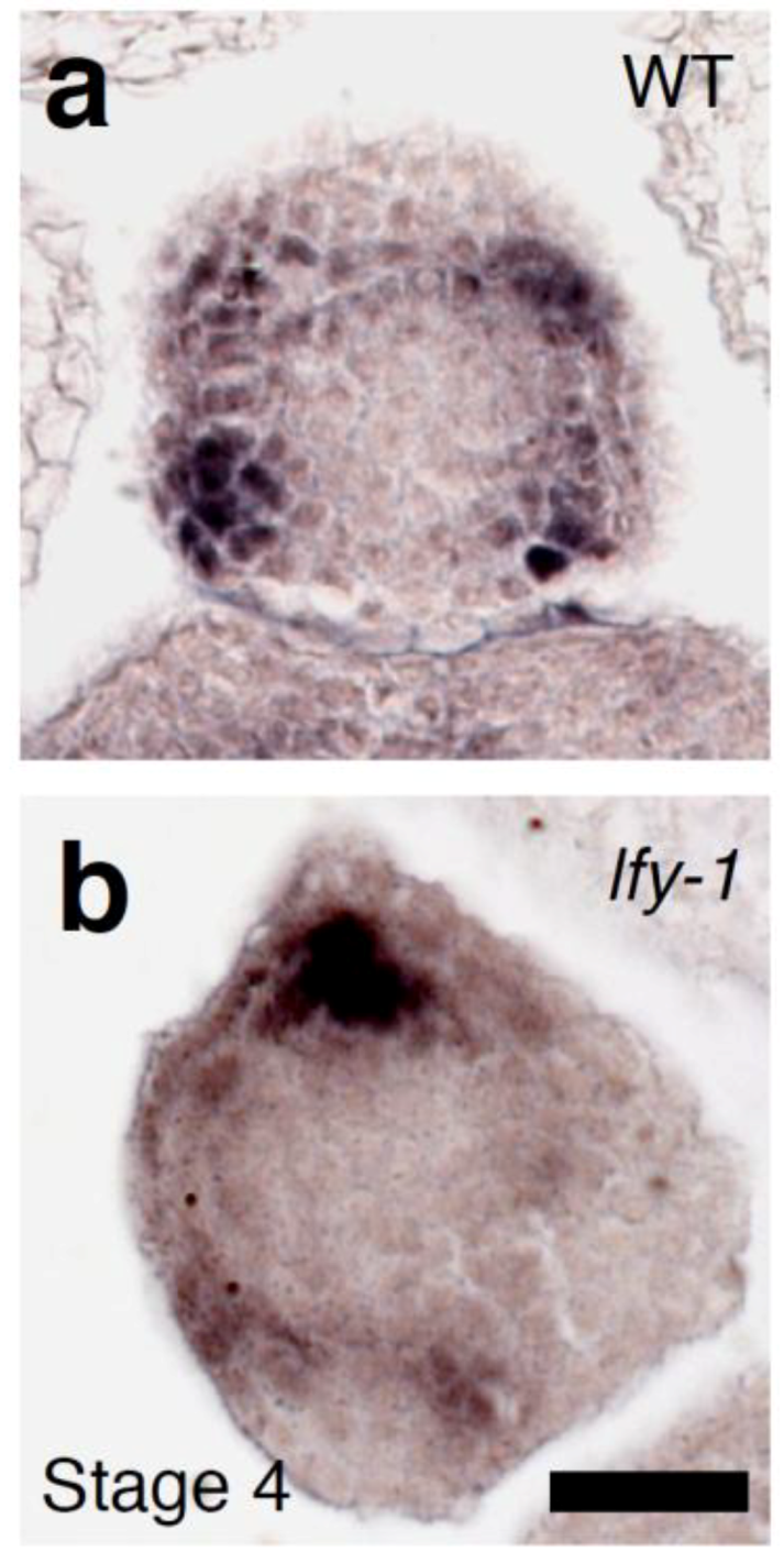 Plants 03 00251 g007