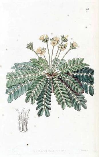 Ethnopharmacology, Chemistry and Biological Properties of Four Malian Medicinal Plants Ethnopharmacology, Chemistry and Biological Properties of Four Malian Medicinal Plants