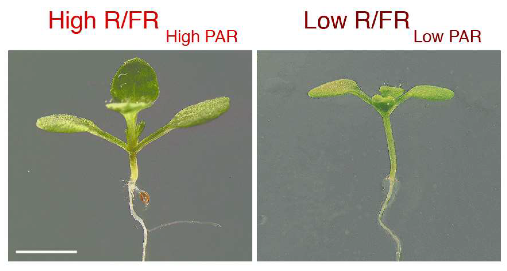 Plants 07 00102 g001