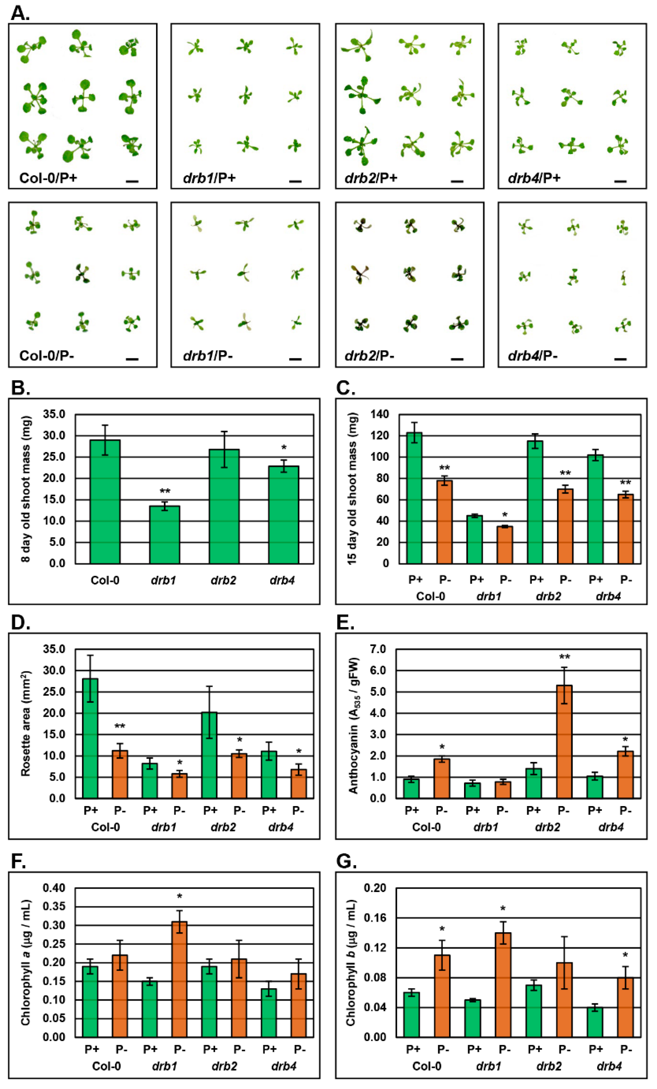 Plants 08 00124 g001