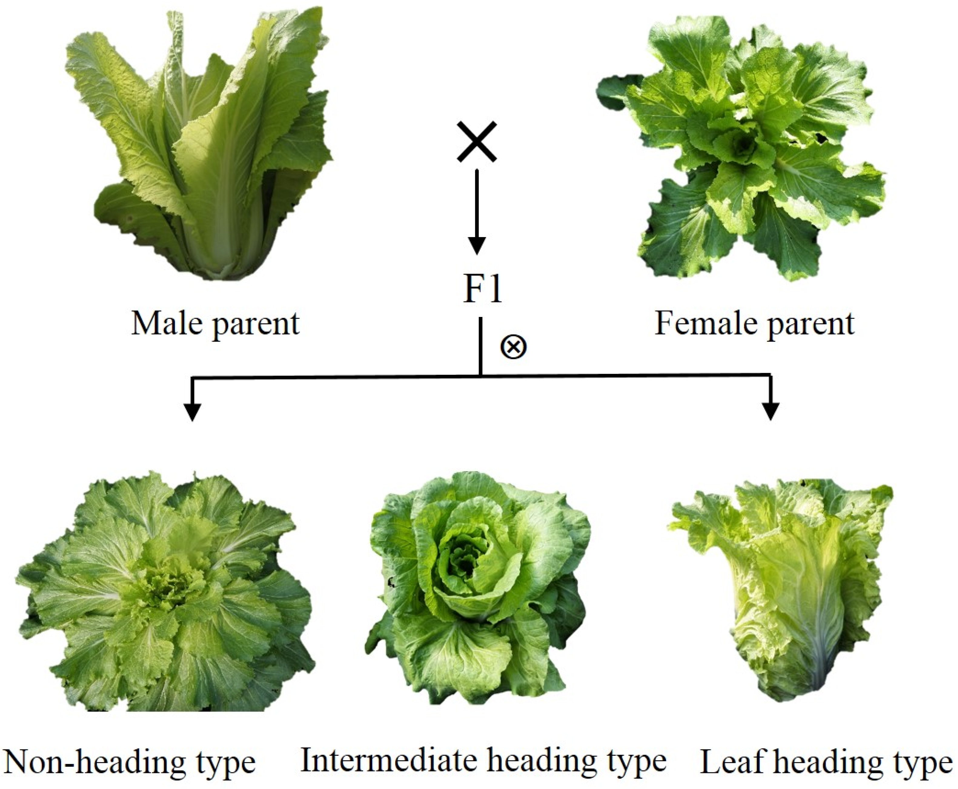 Plants 08 00603 g006