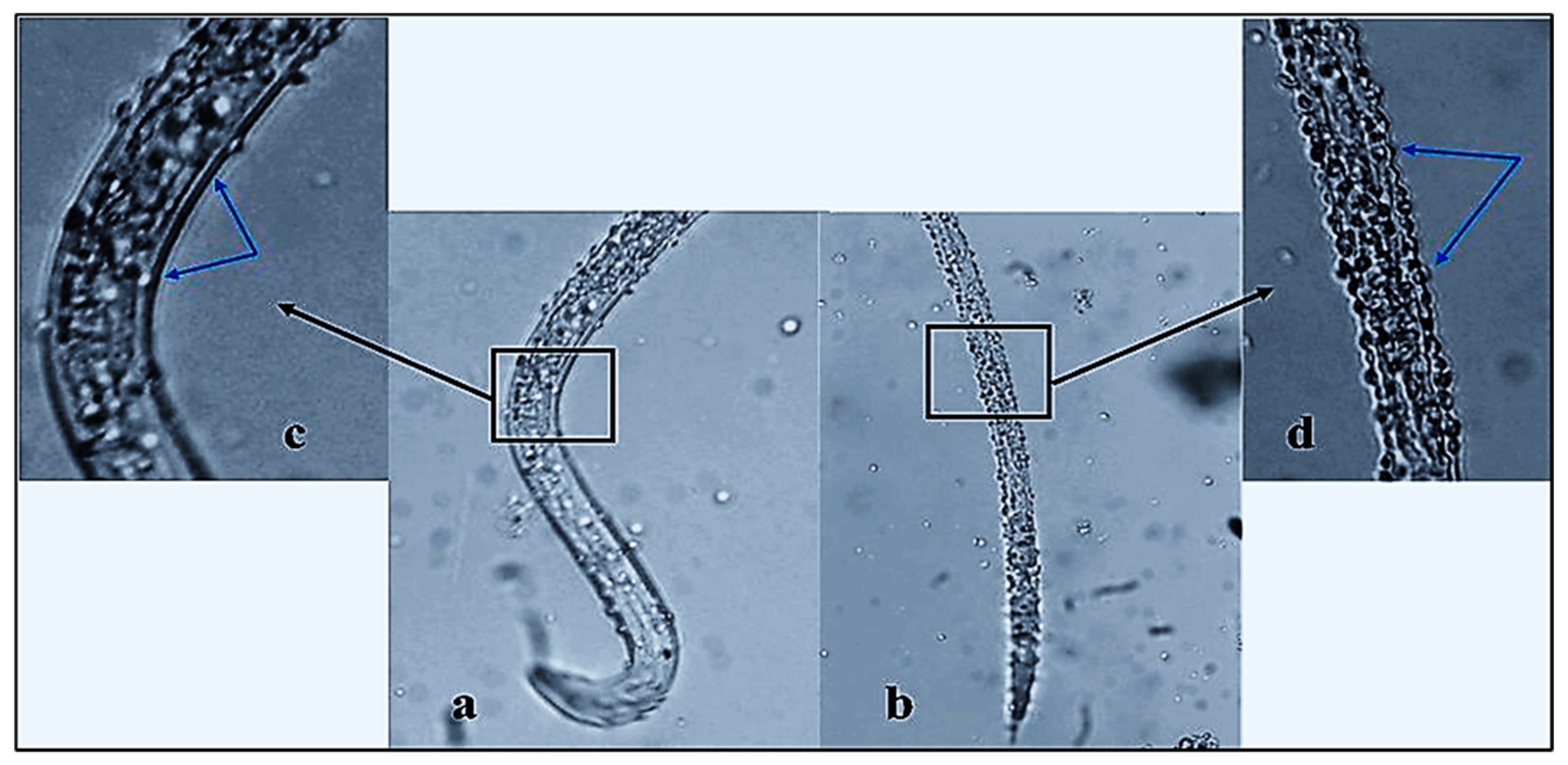 Plants 10 01760 g008