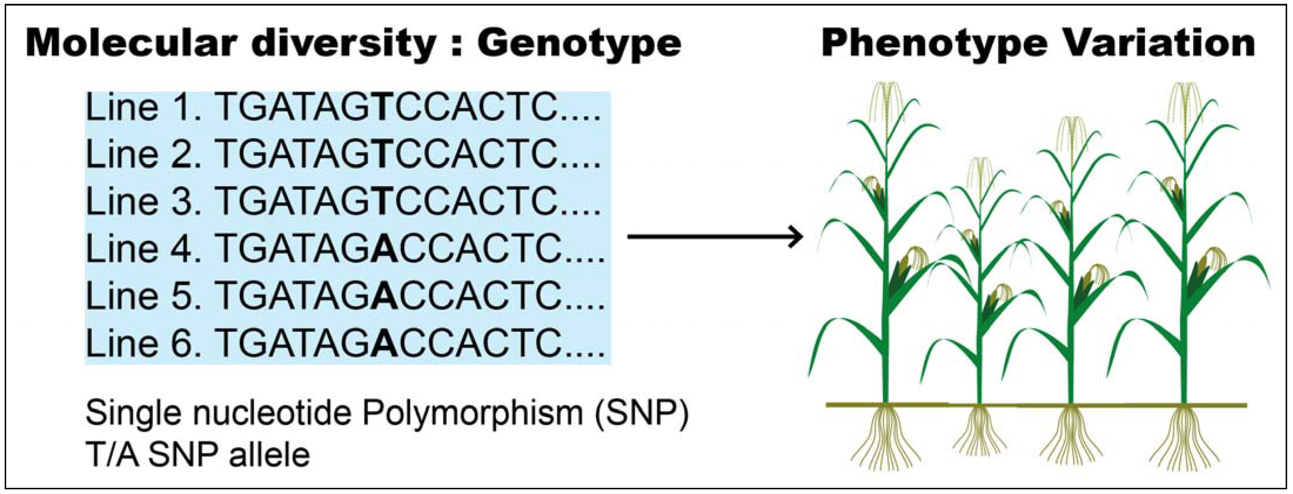 Plants 10 01910 g002