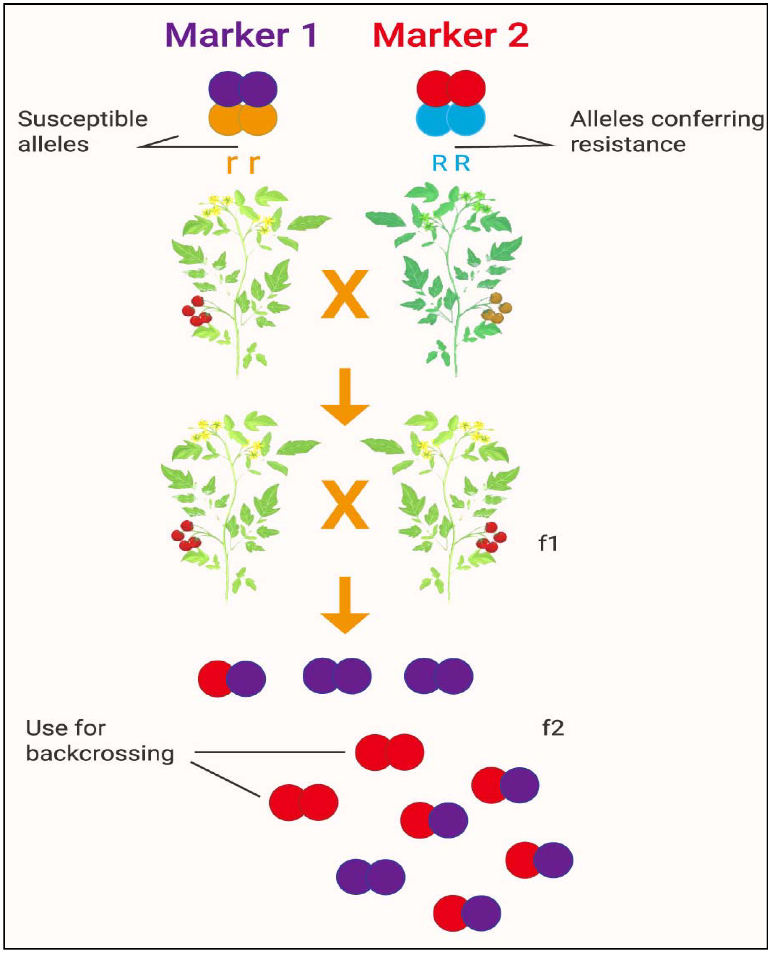 Plants 10 01910 g005