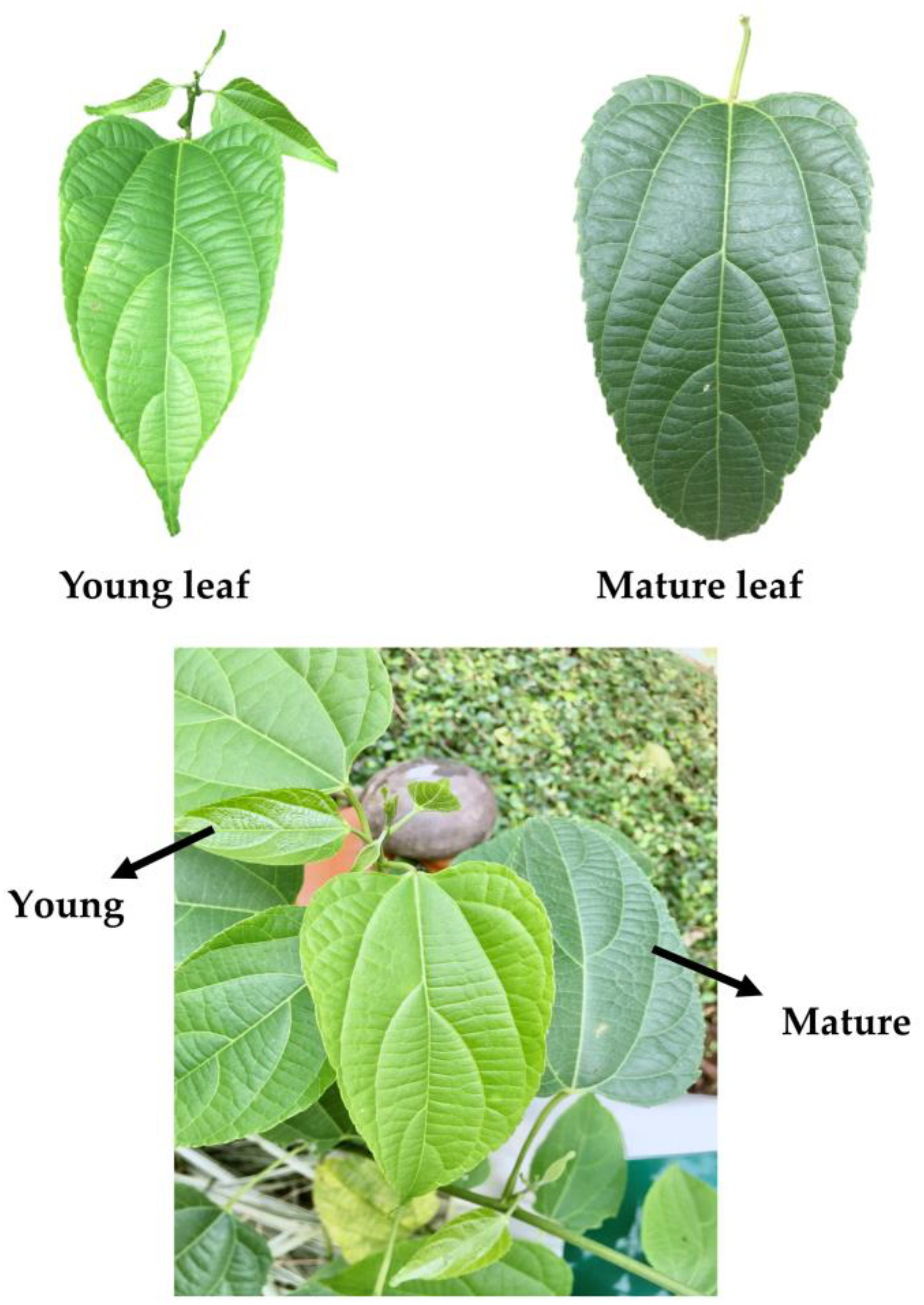 Plants 11 01515 g001