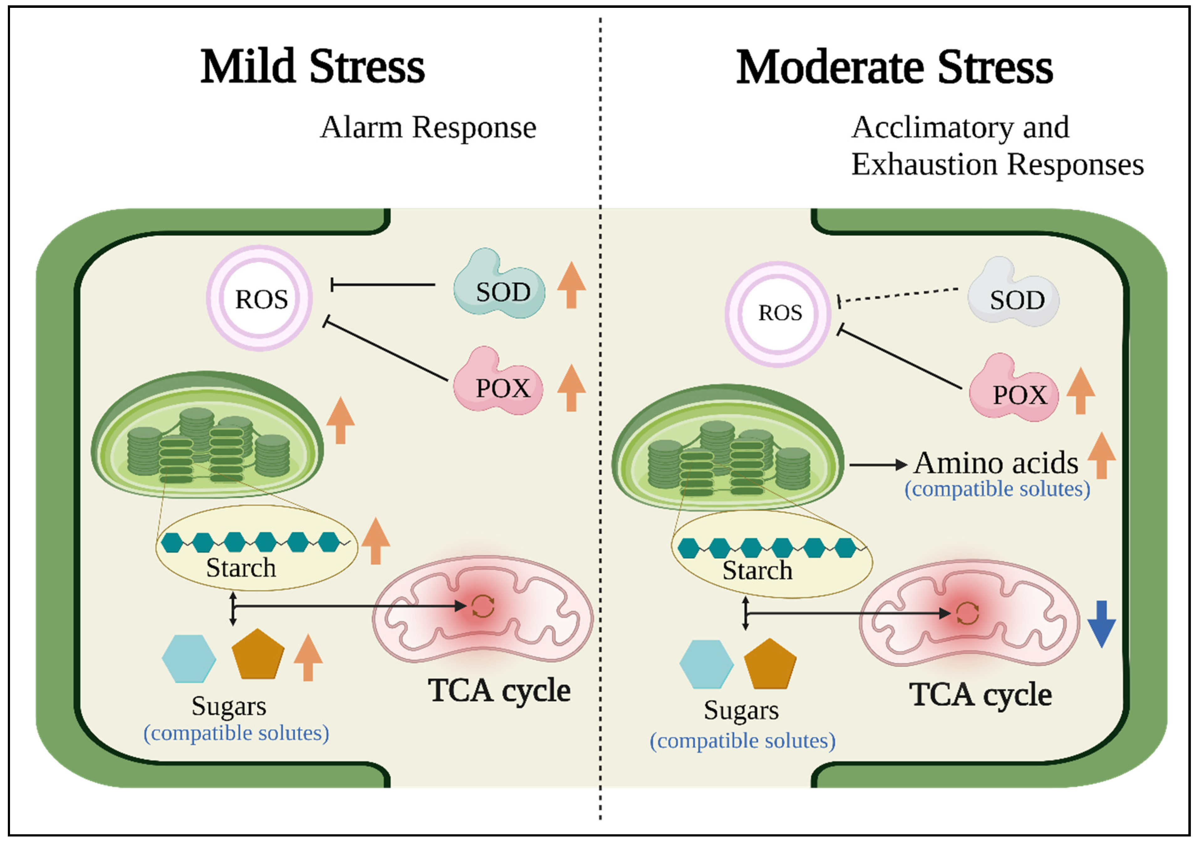 Plants 11 02447 g007