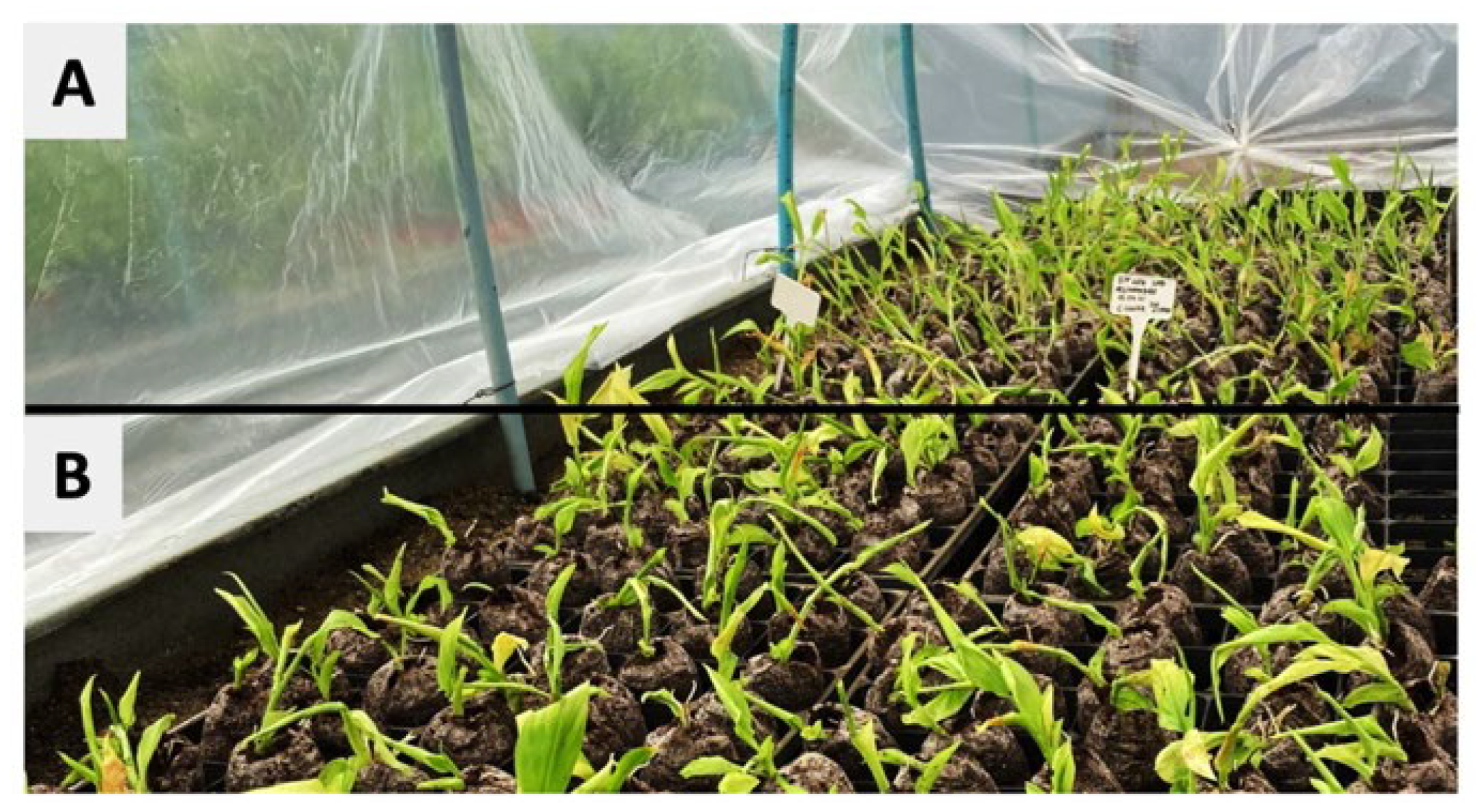 Plants 11 02701 g003