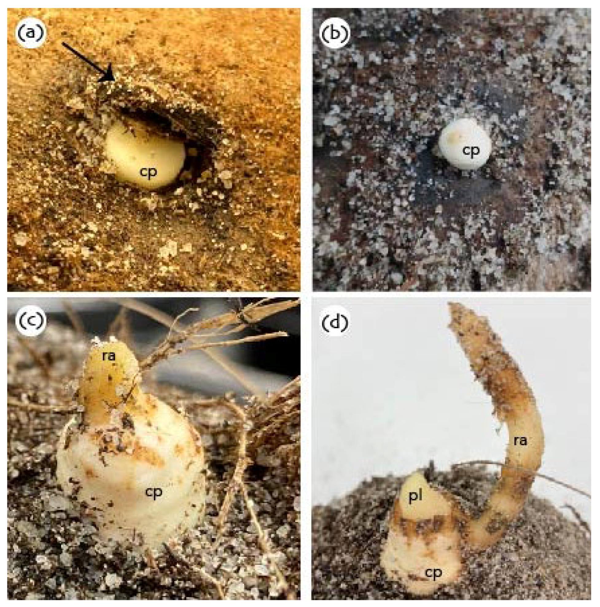 Plants 11 03293 g005