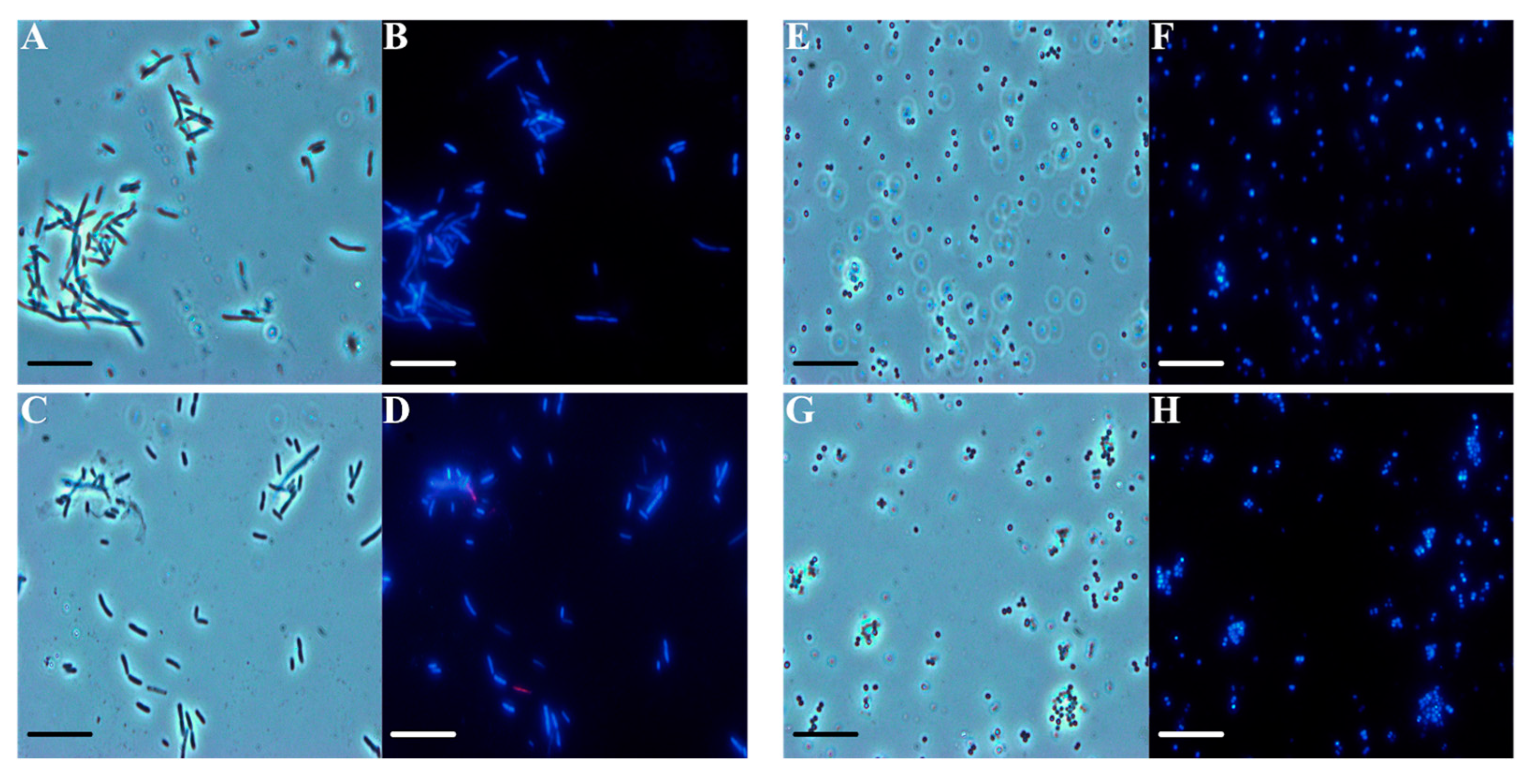 Plants 11 03573 g004