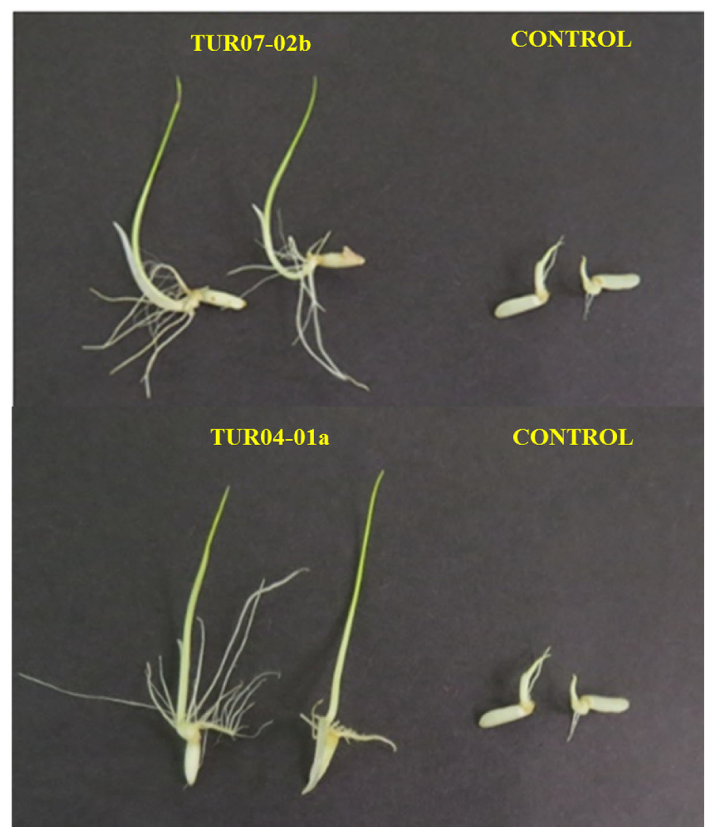Plants 12 00524 g006