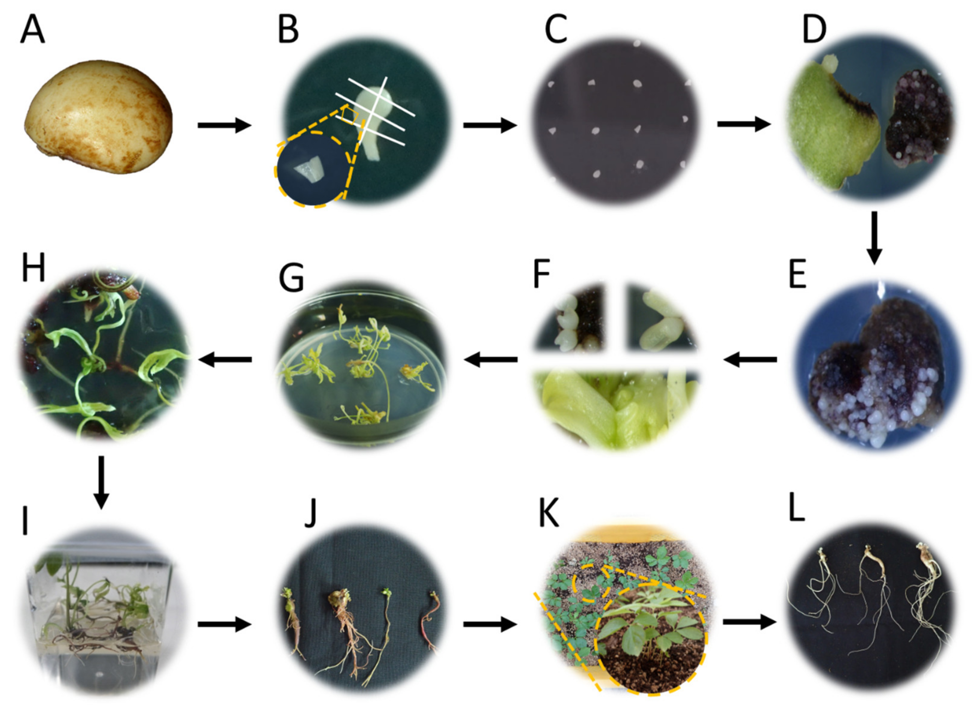 Plants 12 01270 g001 Plants 12 01270 g001