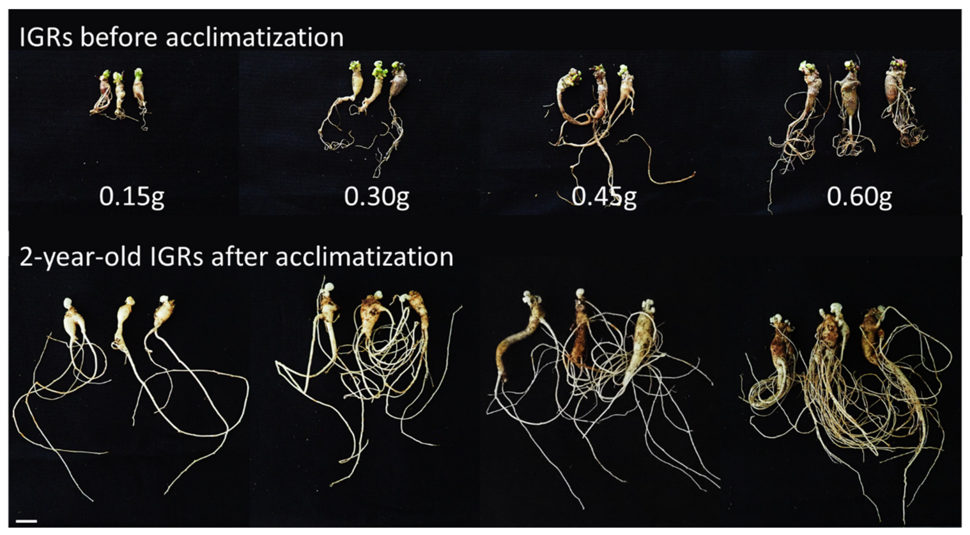 Plants 12 01270 g011 Plants 12 01270 g011