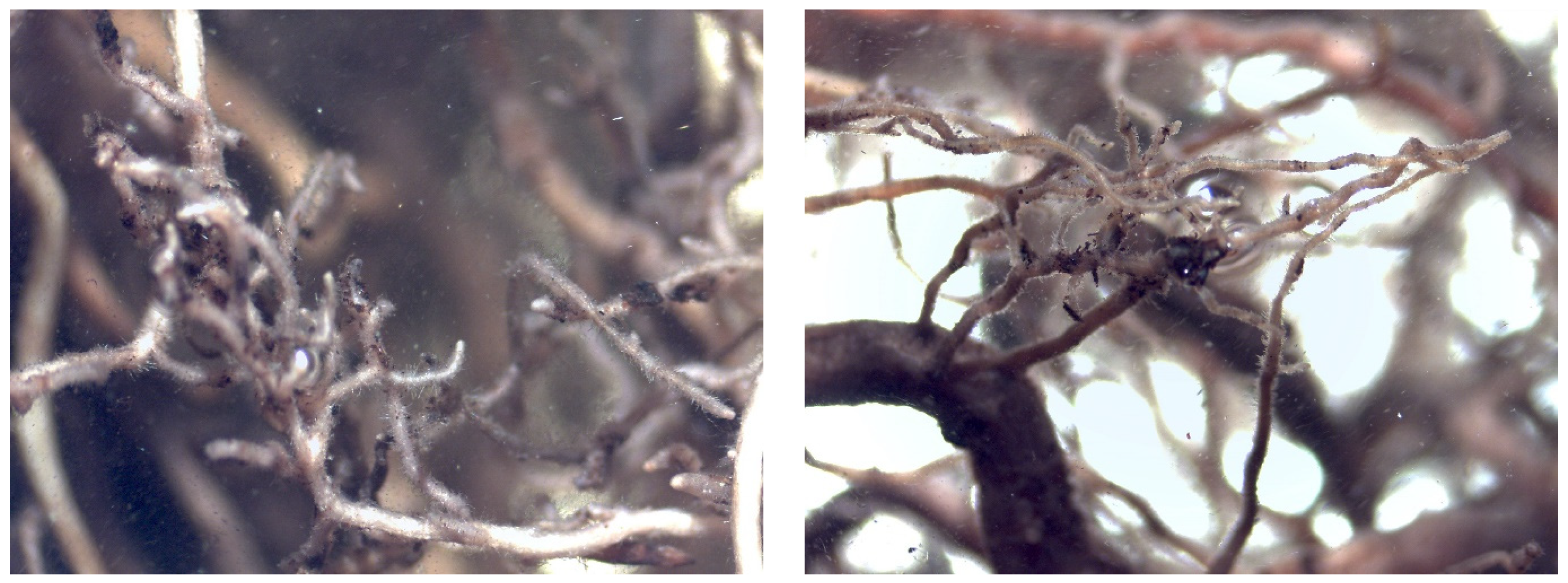 Plants 12 01521 g004 Plants 12 01521 g004