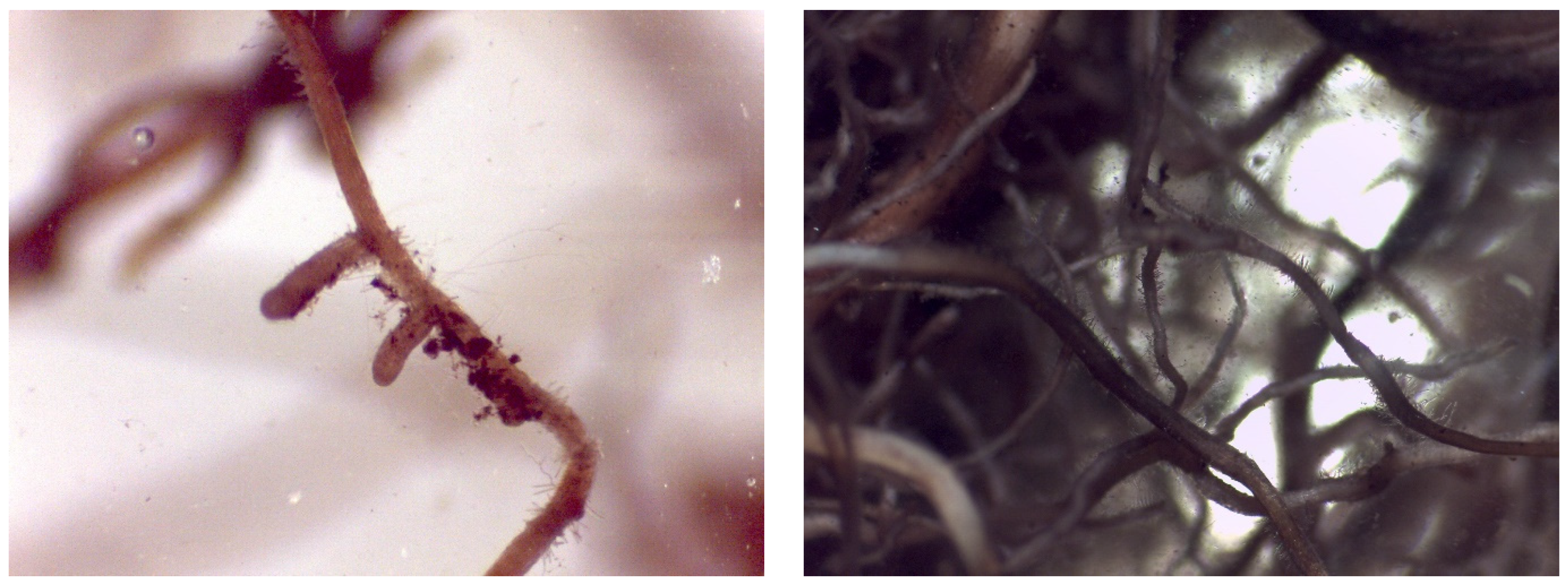 Plants 12 01521 g005 Plants 12 01521 g005