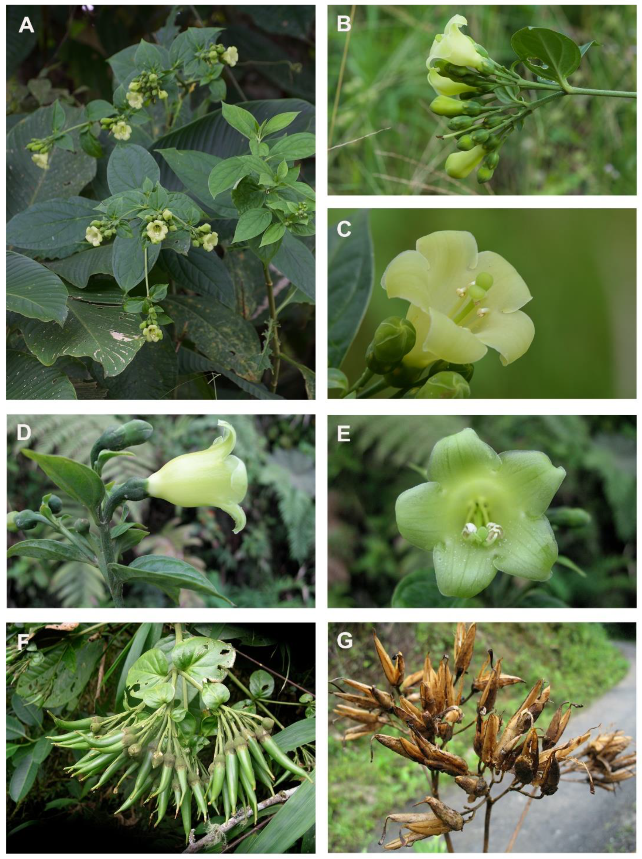 Plants 12 01710 g005