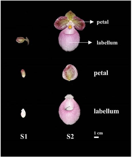 Plants Free Full Text Metabolomic And Transcriptomic Analysis