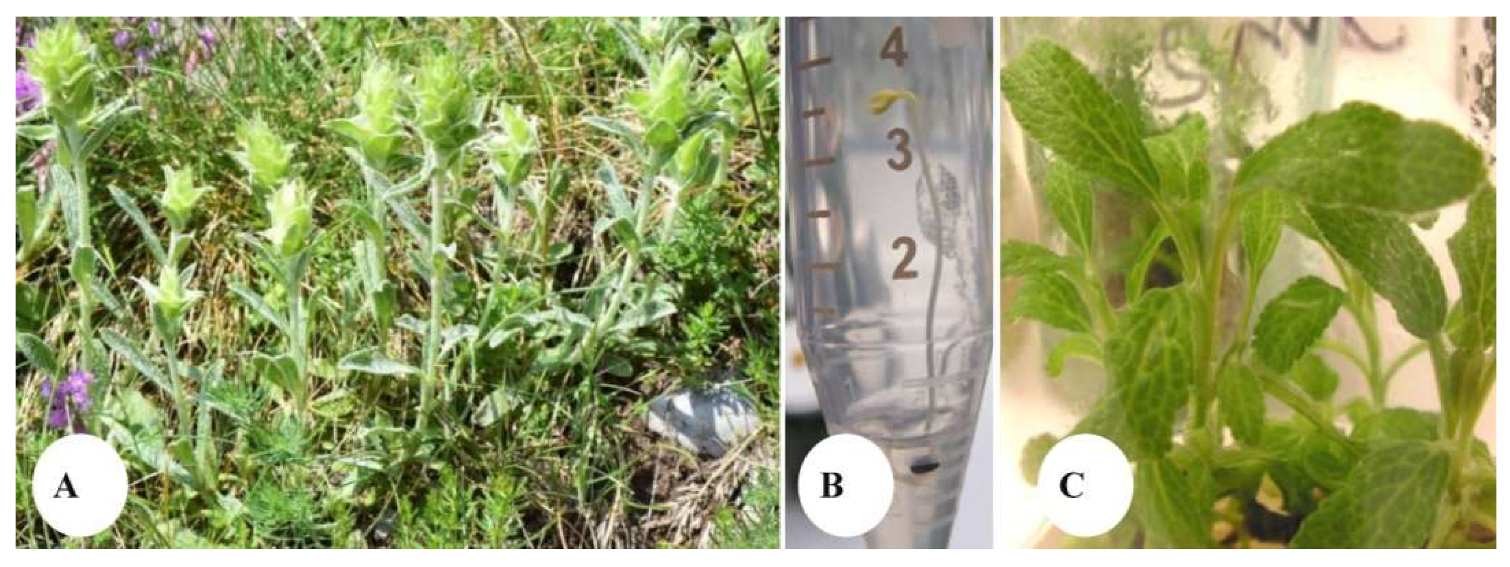 Plants 12 02541 g001