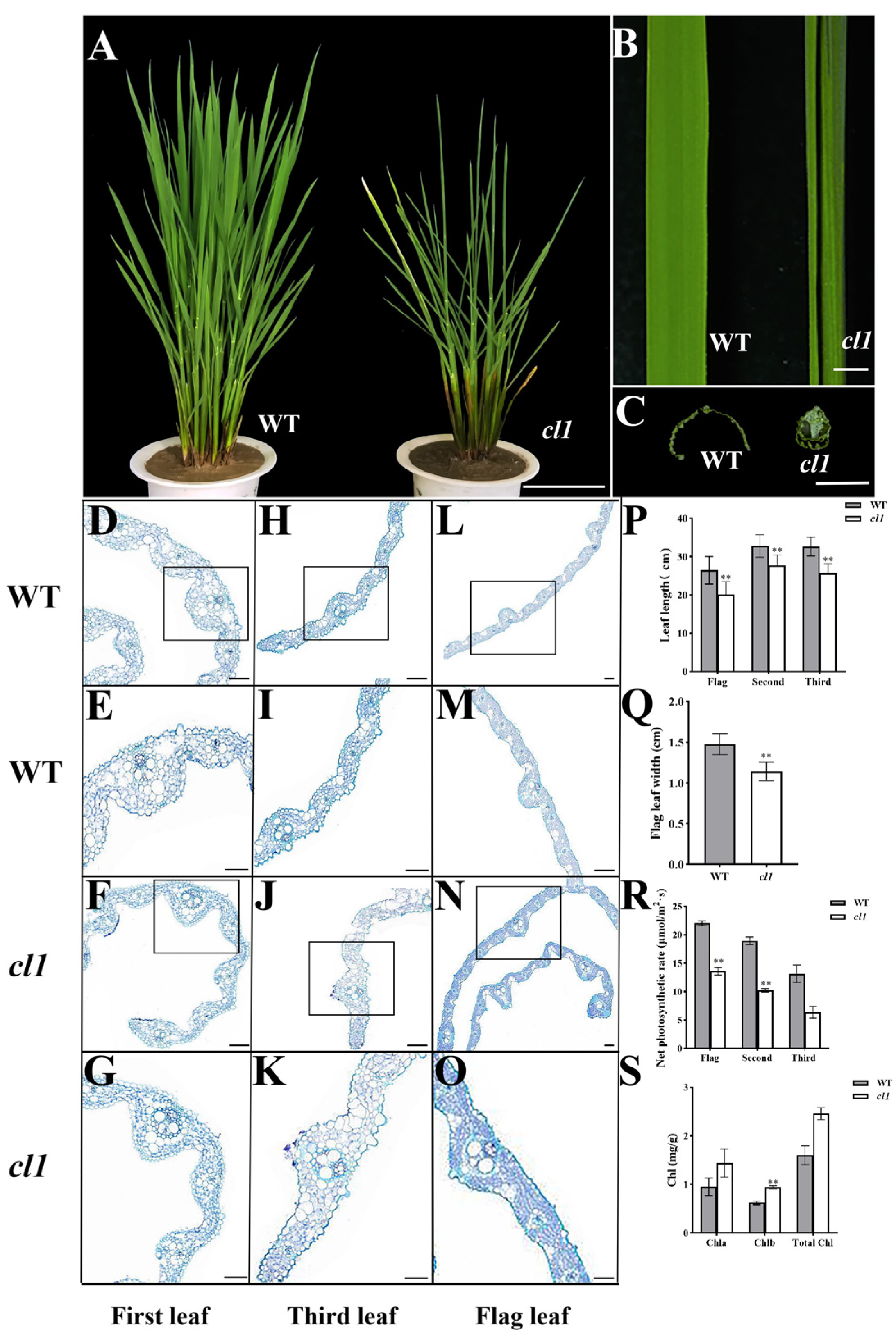 Plants 12 03127 g001