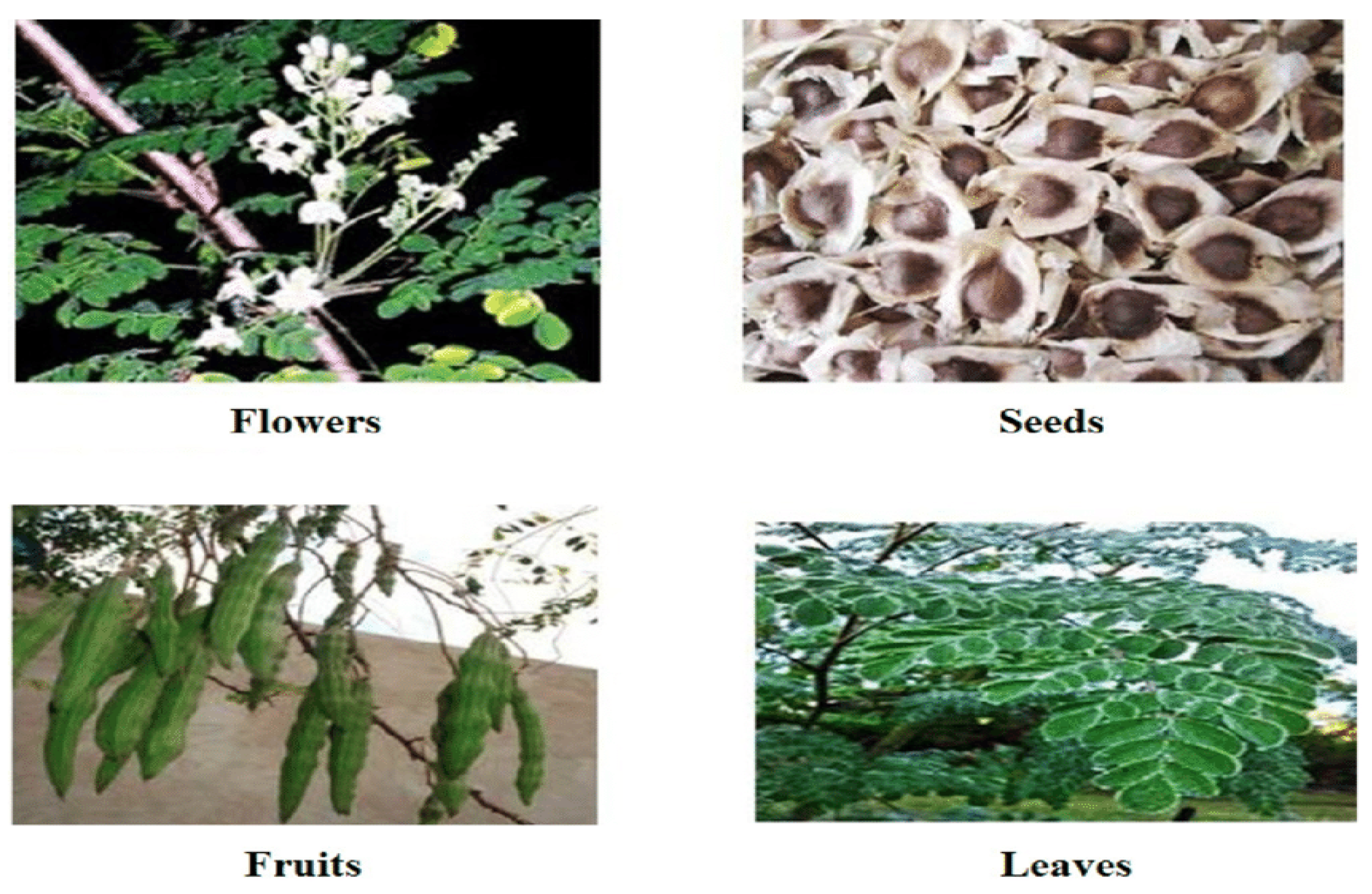 Plants 12 03235 g011