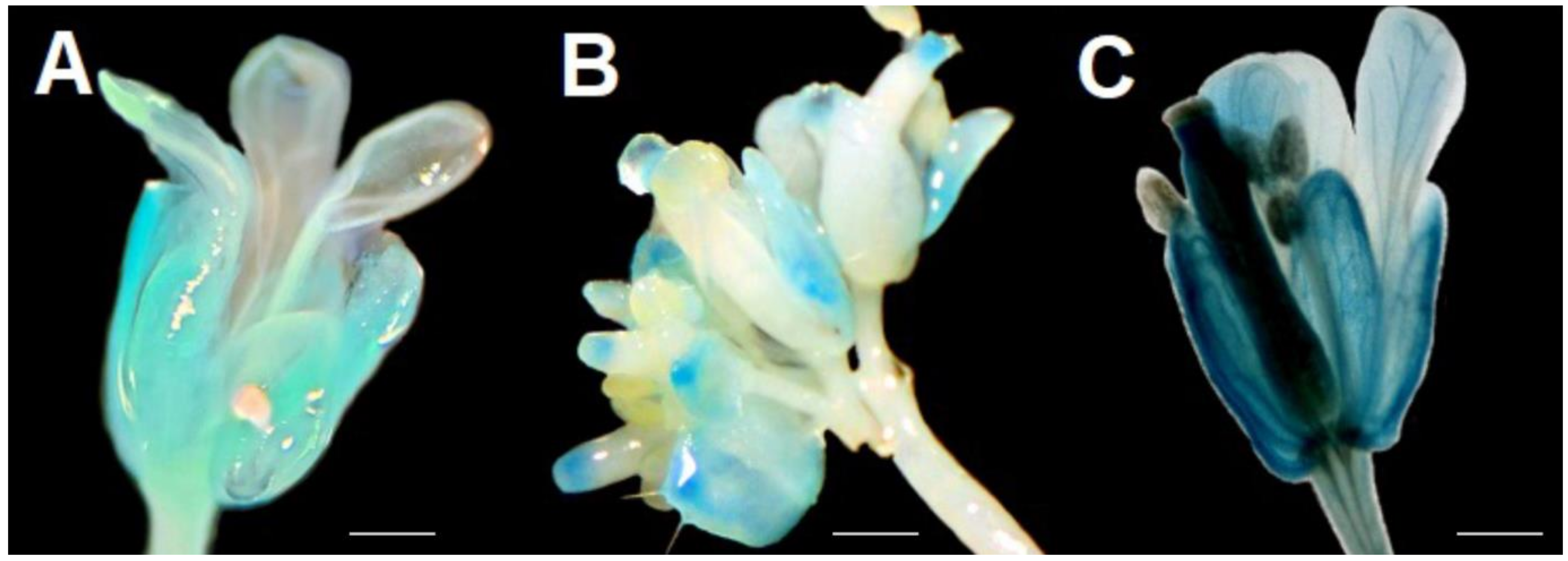 Plants 12 03322 g005