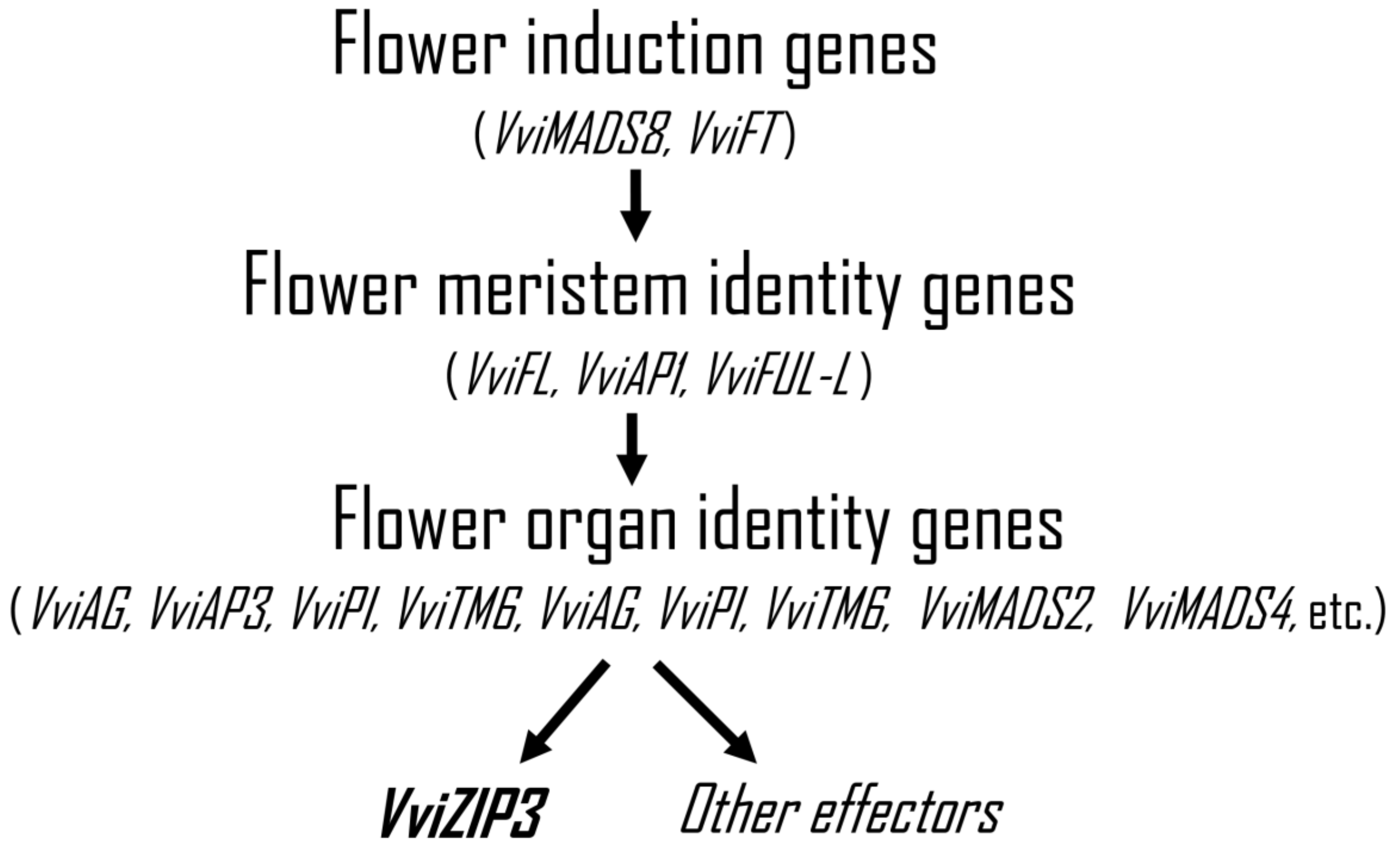 Plants 12 03322 g007