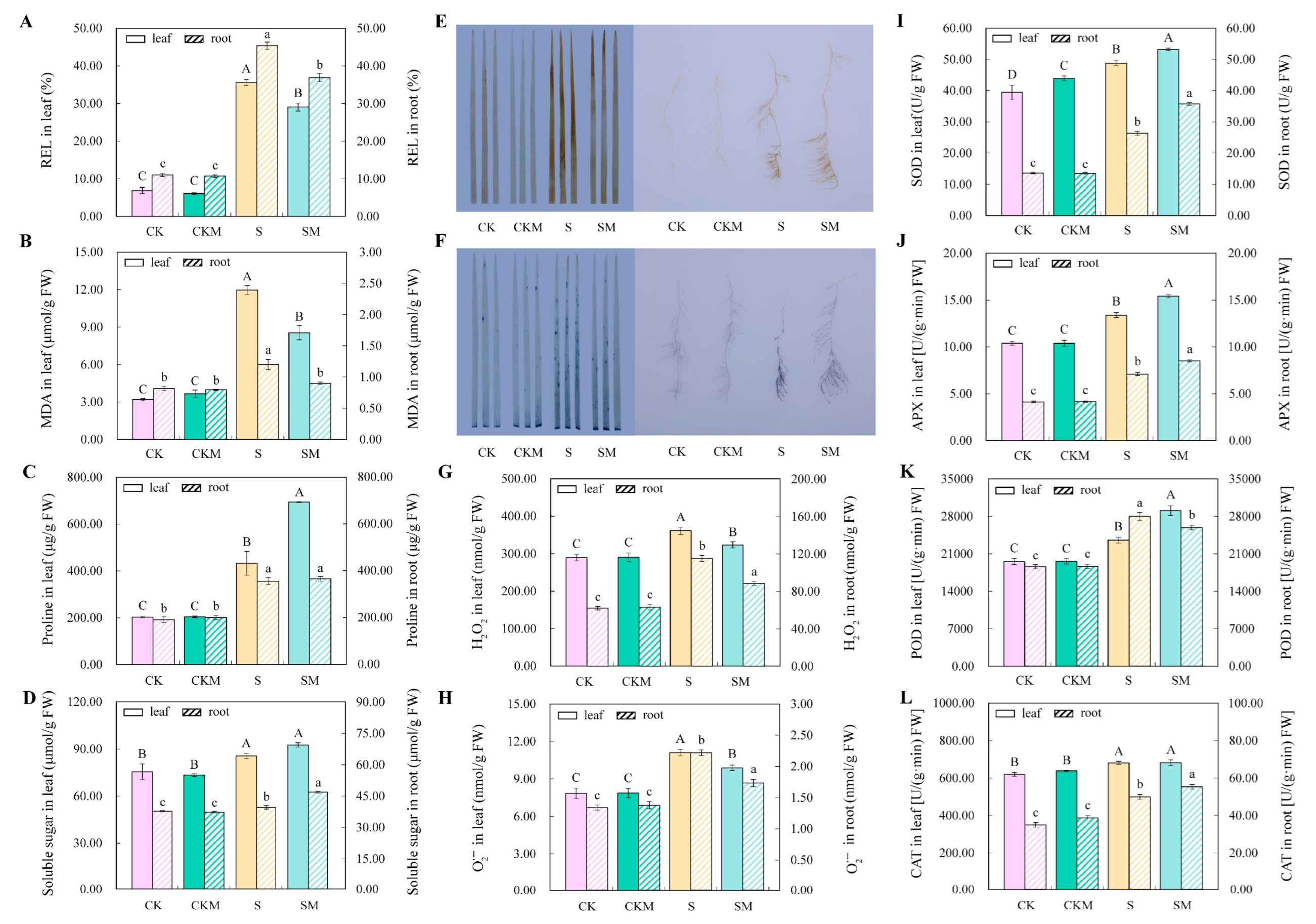 Plants 12 03984 g002