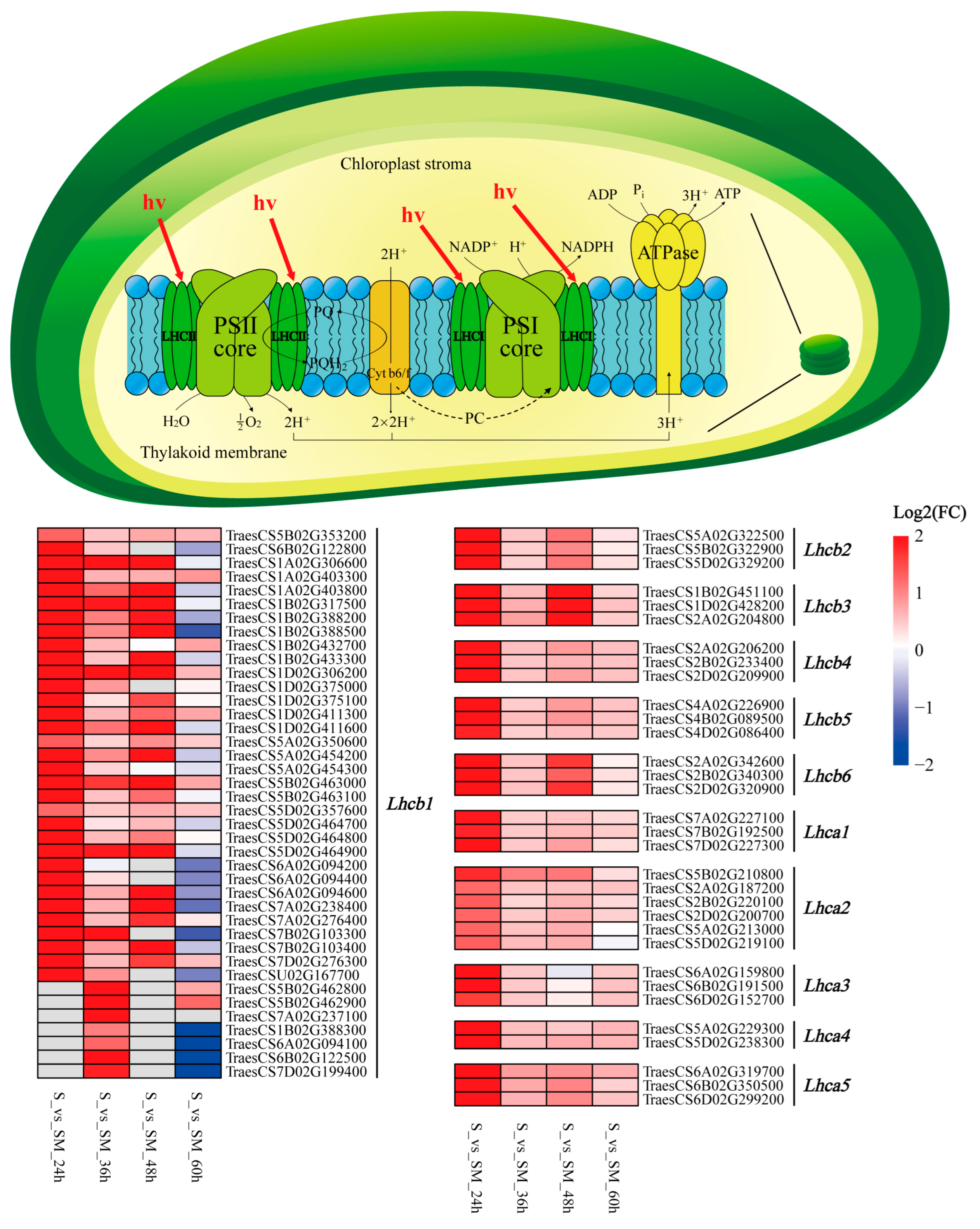 Plants 12 03984 g008