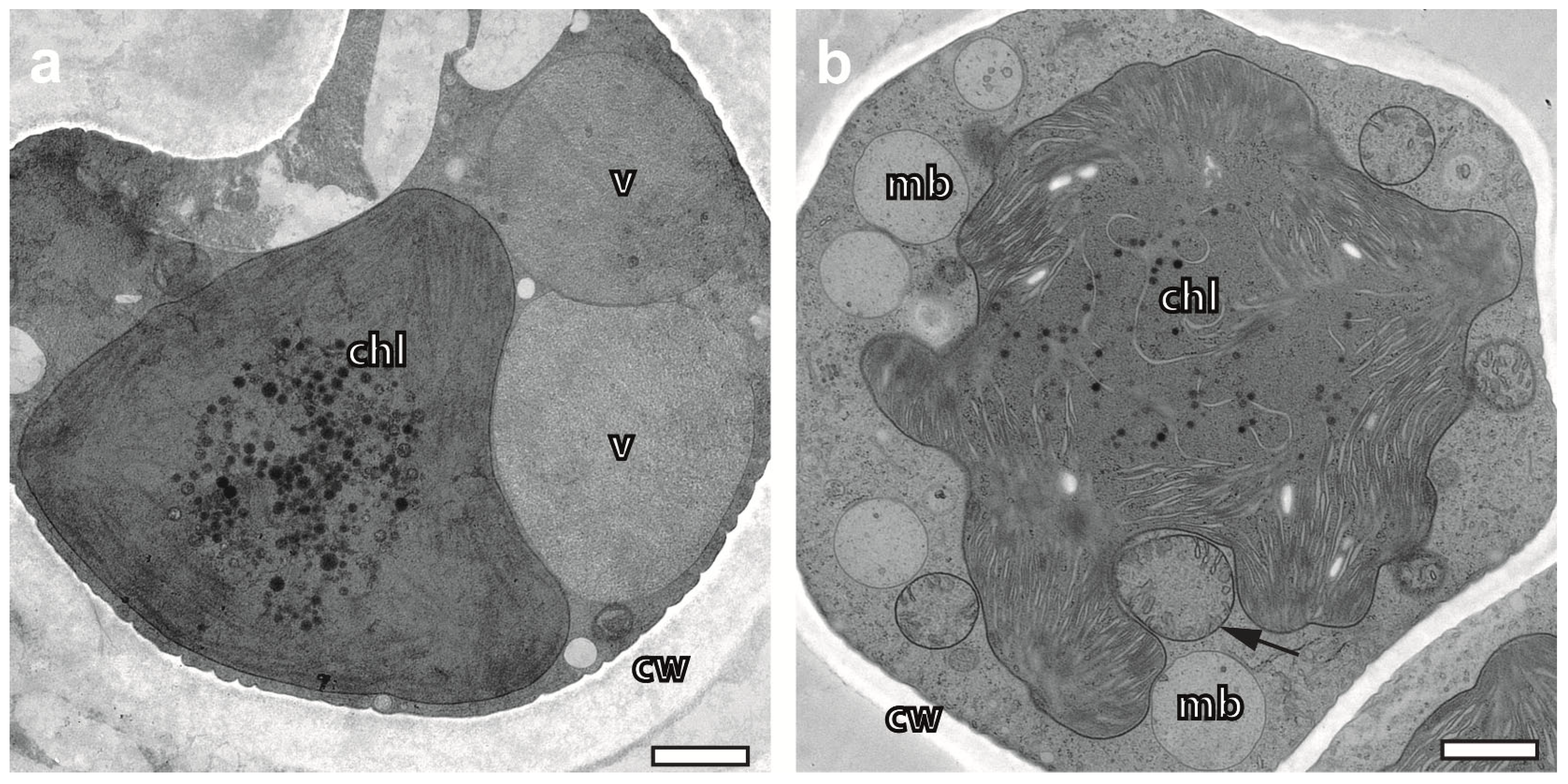 Plants 12 04039 g002