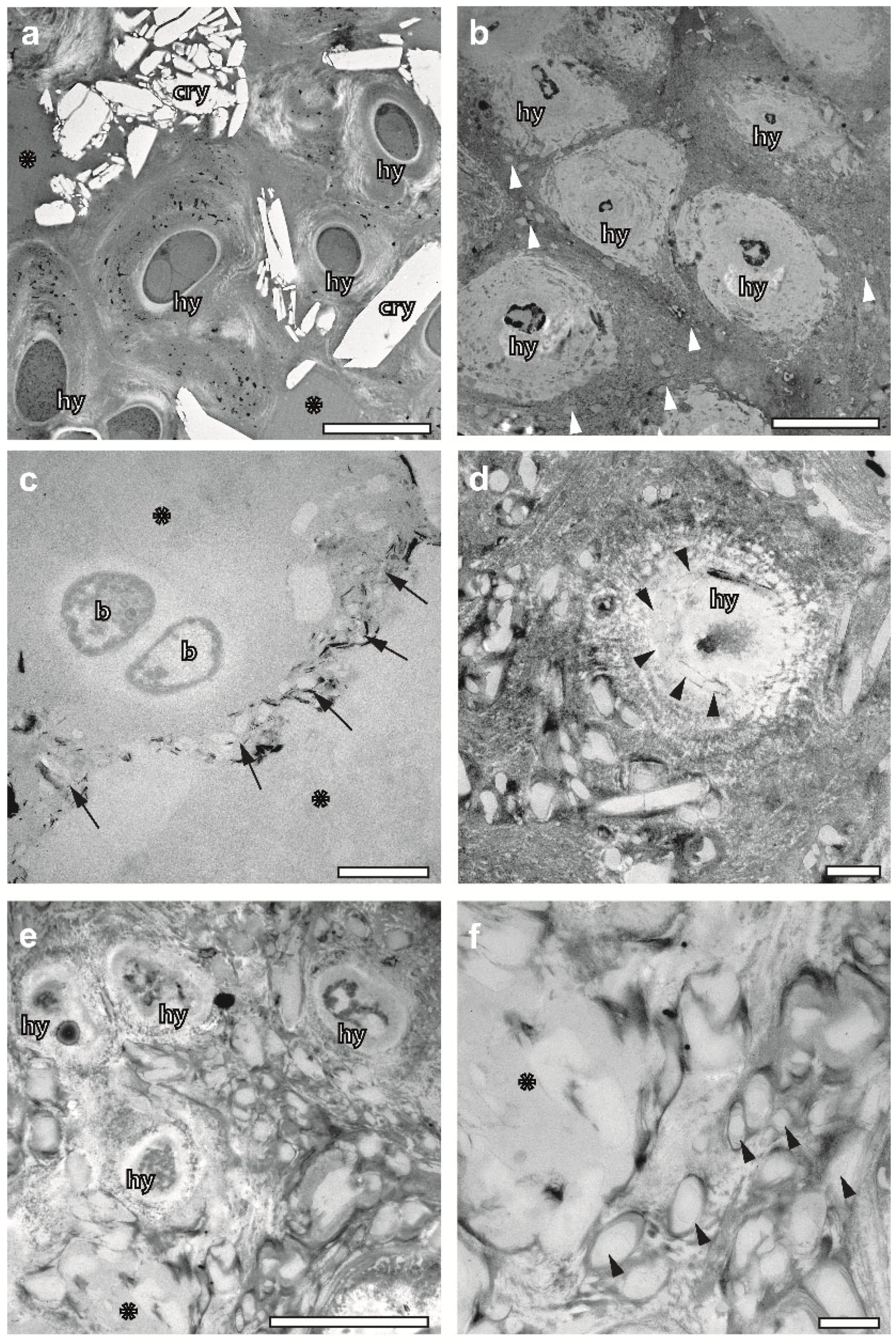 Plants 12 04039 g005
