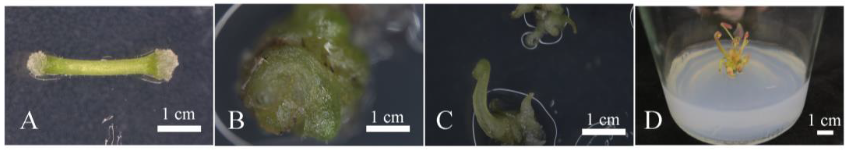 Plants 12 04130 g004