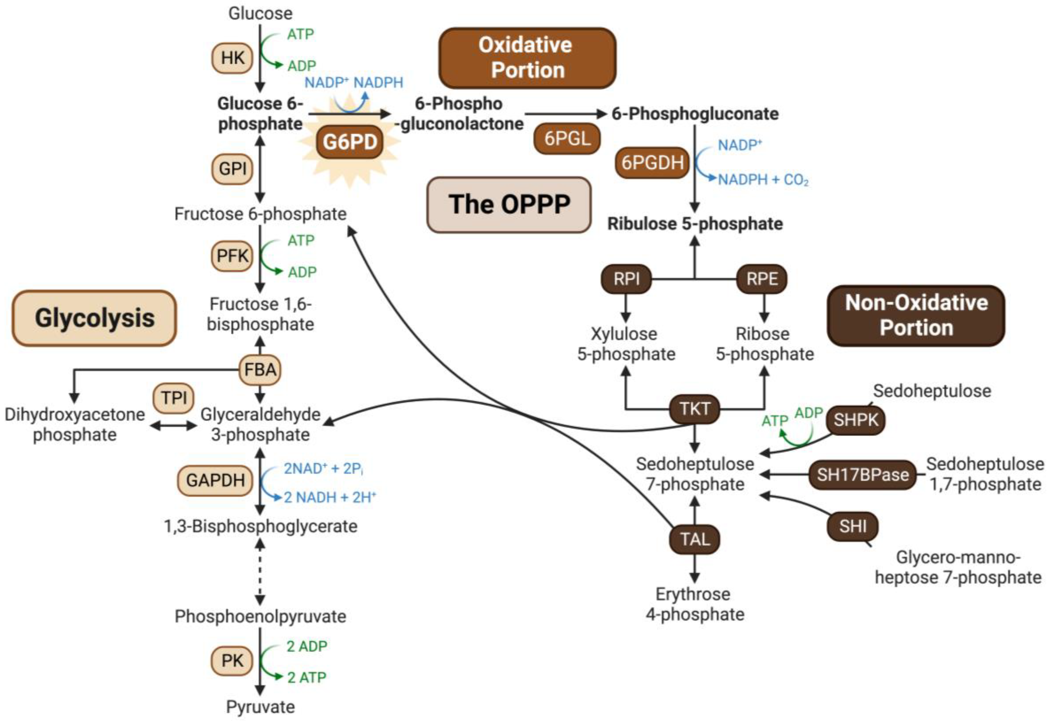 Plants 13 00031 g001