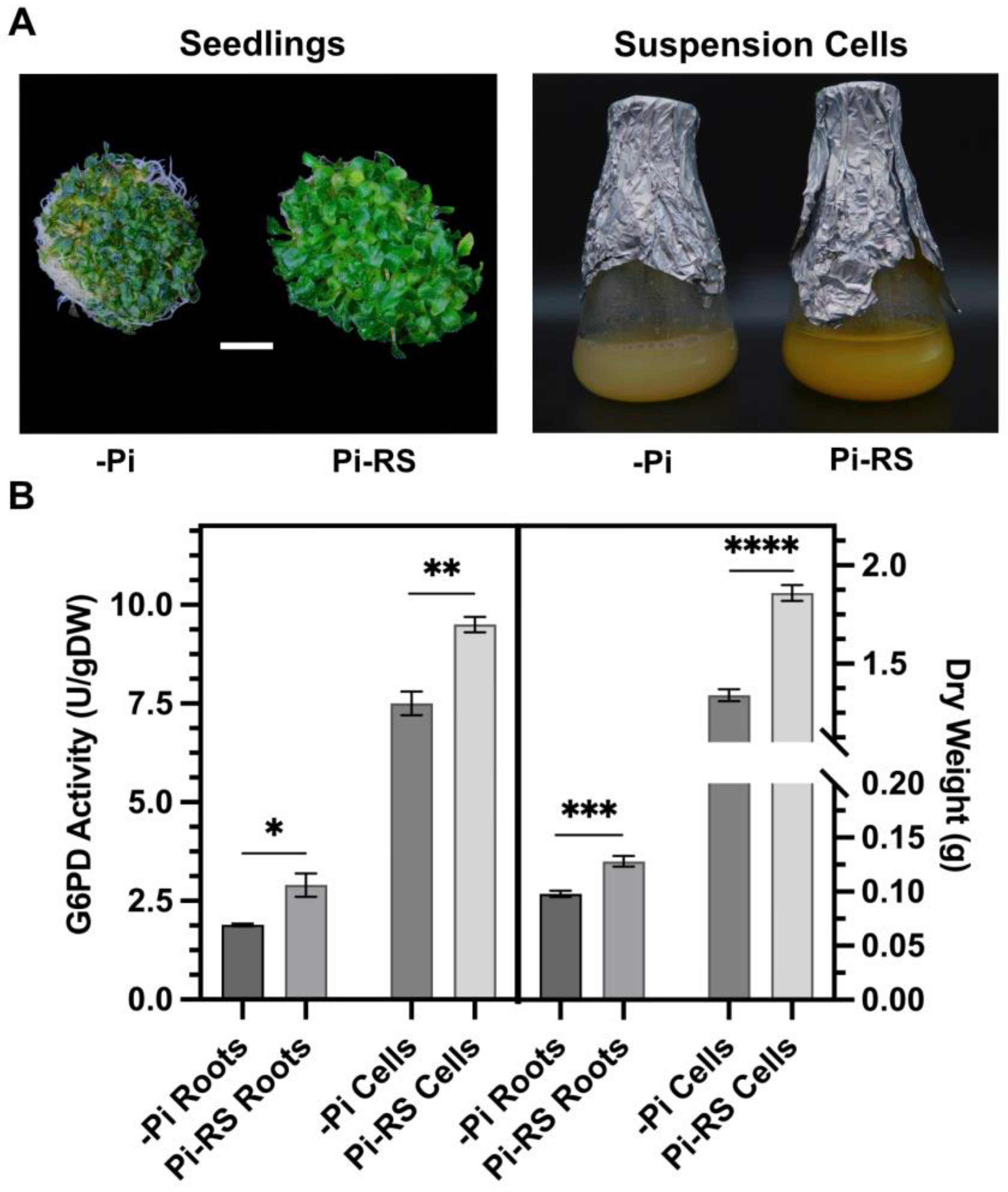 Plants 13 00031 g007