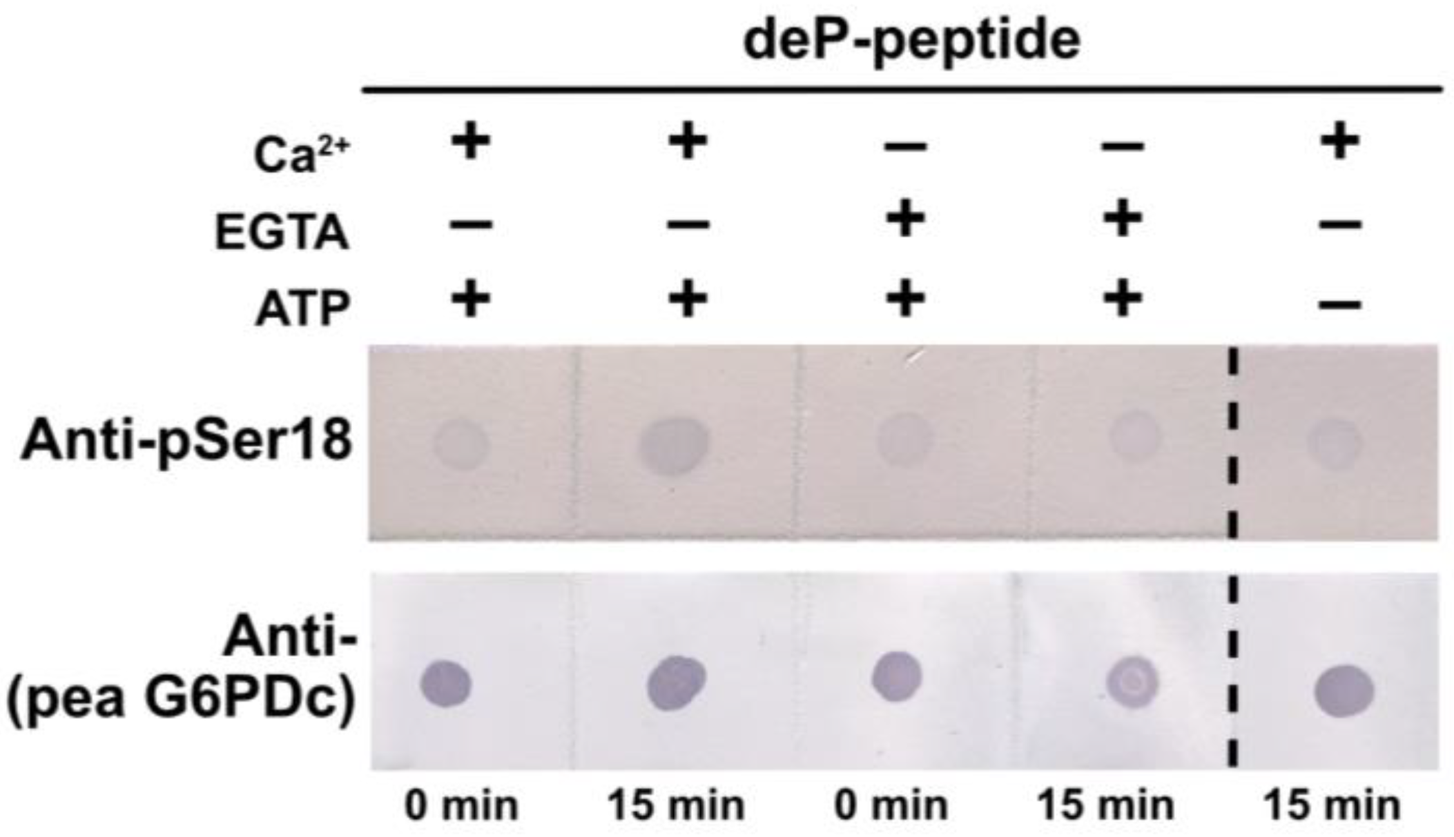Plants 13 00031 g008