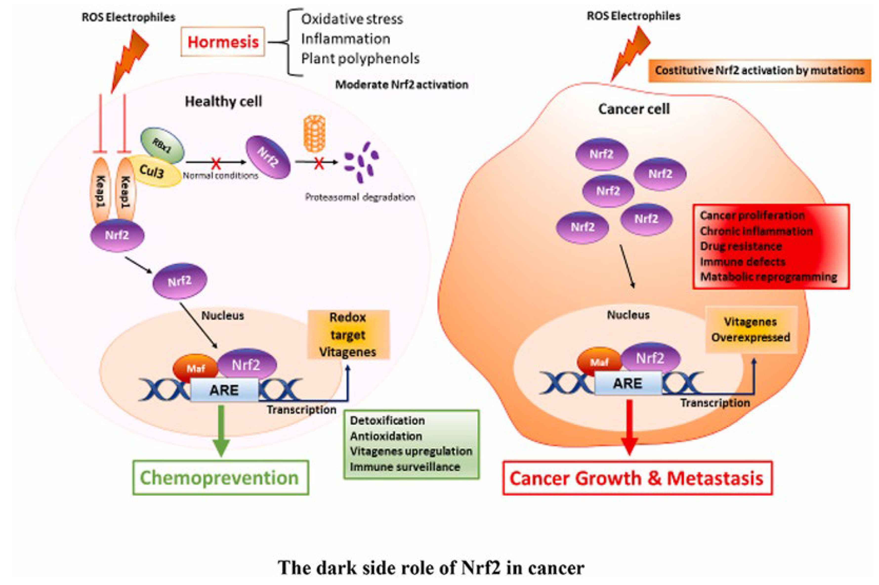 Plants 13 00089 g001