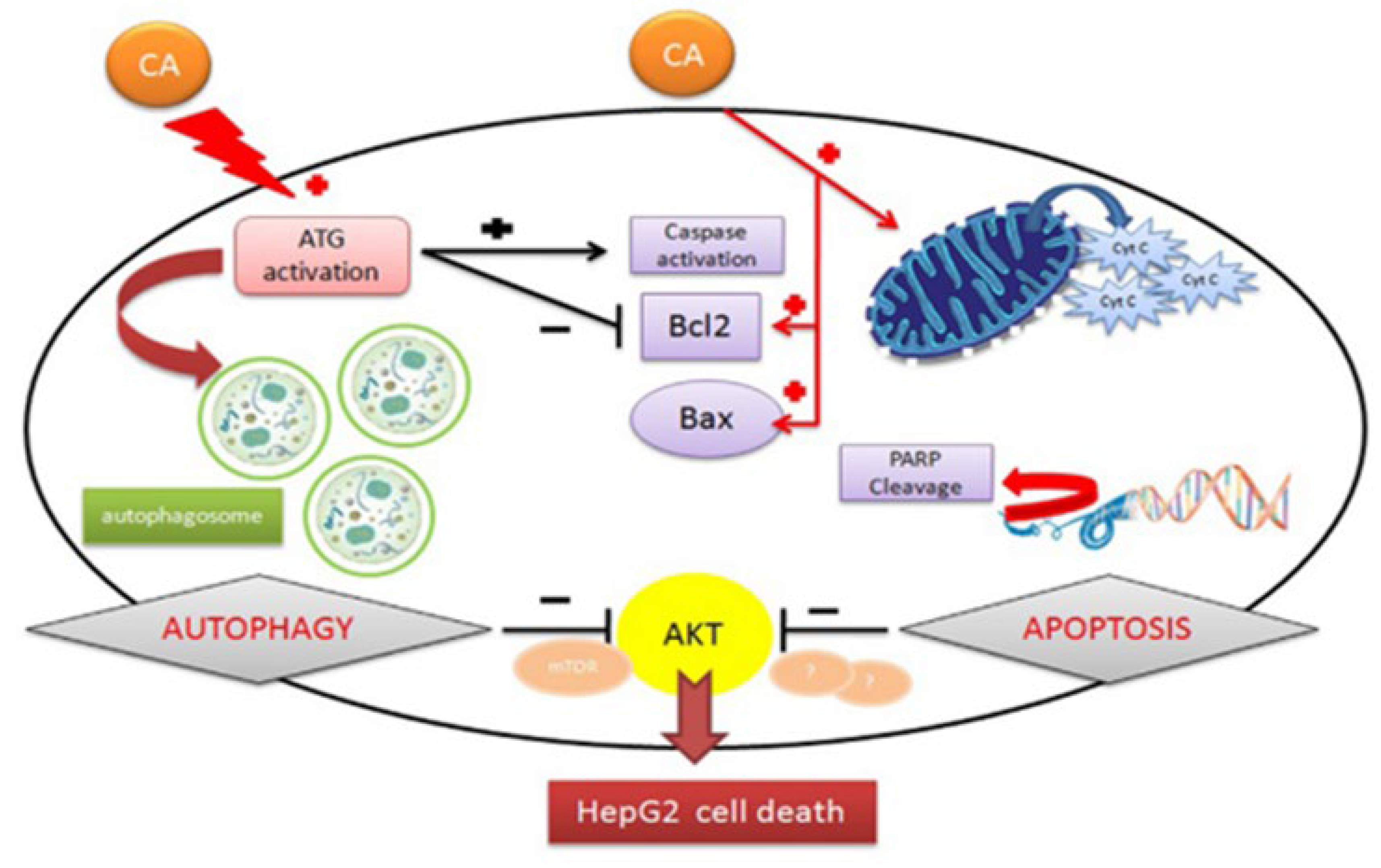 Plants 13 00089 g004