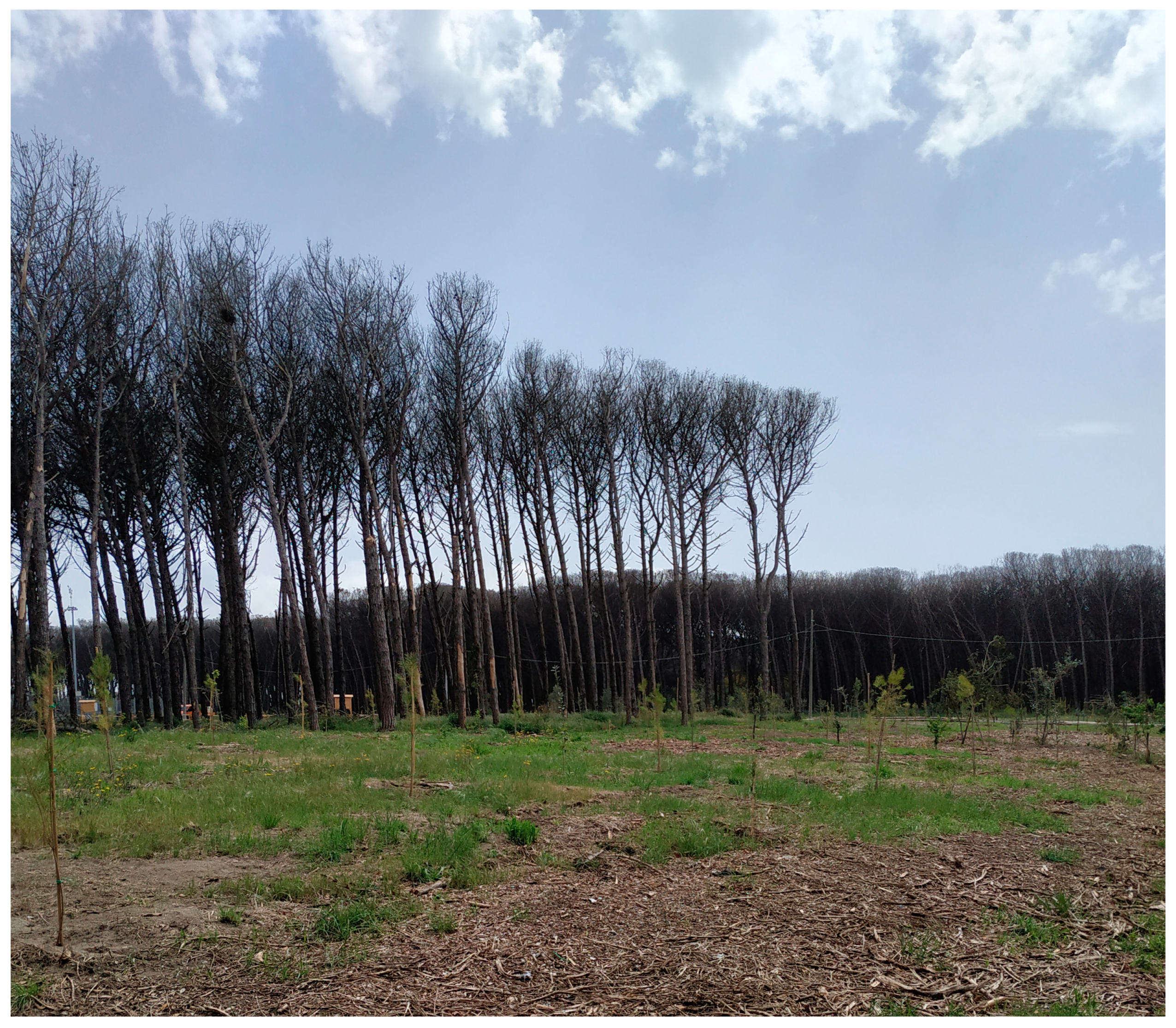 Plants 13 00182 g007