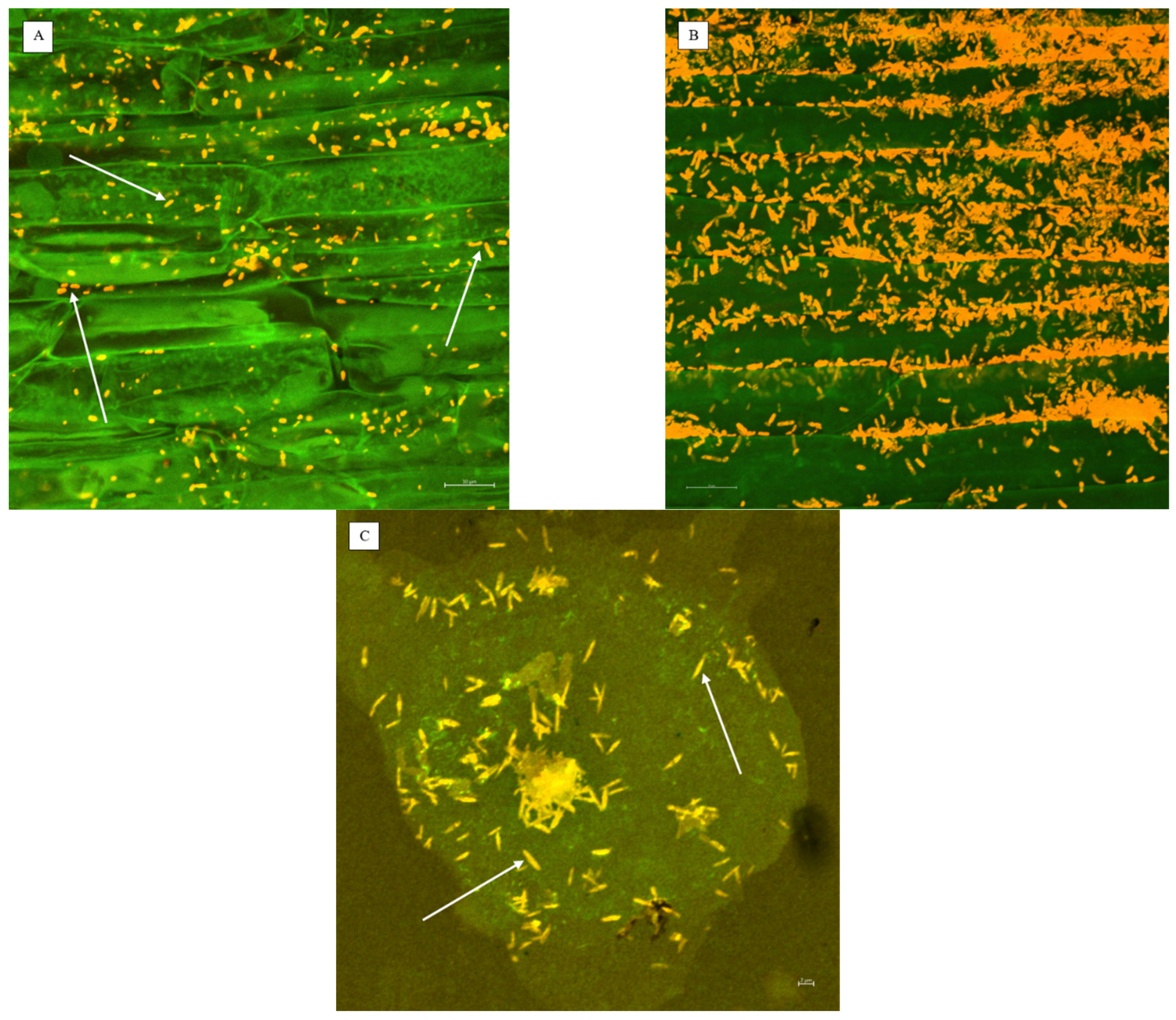 Plants 13 00291 g001