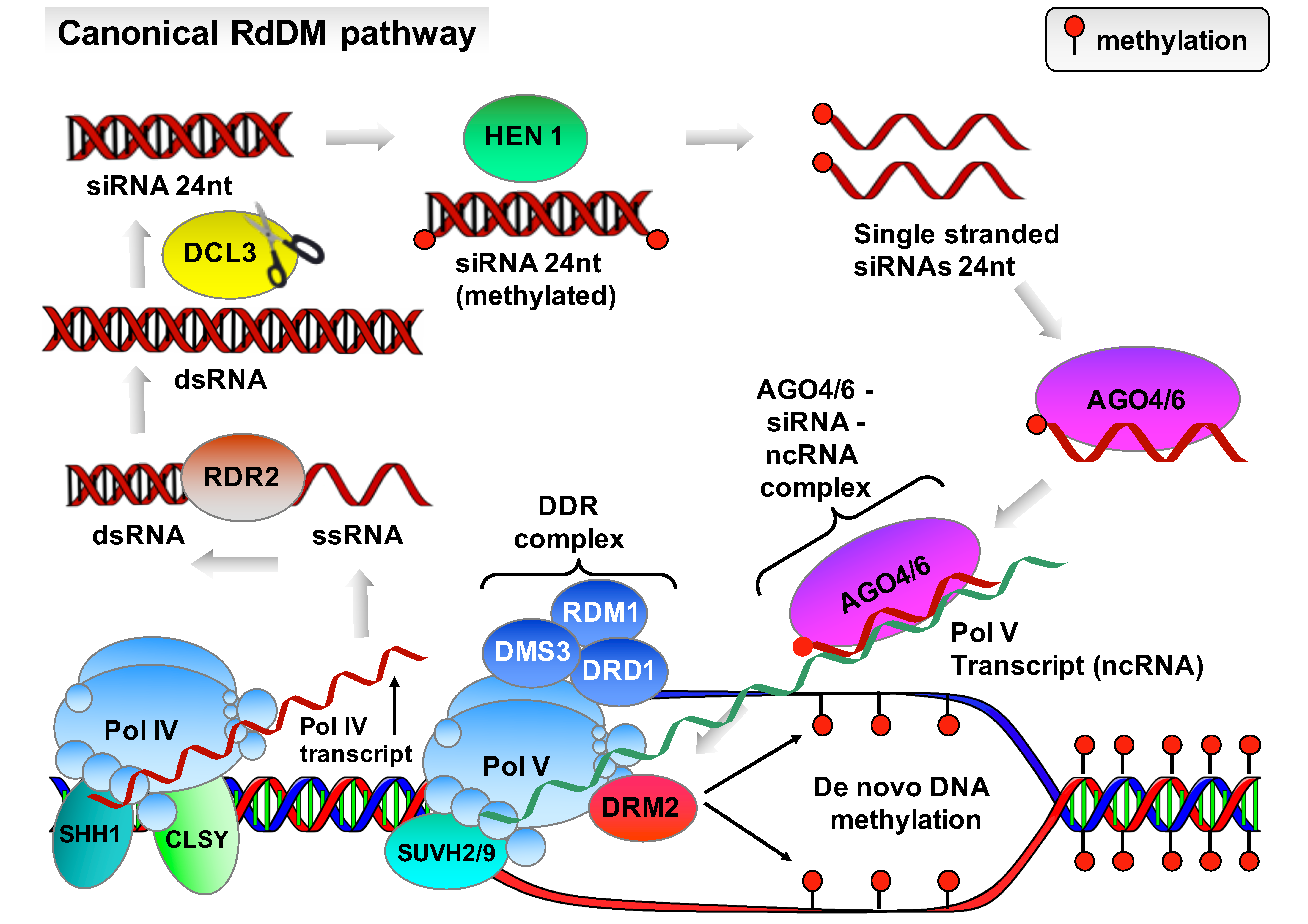 Plants 13 00515 g002