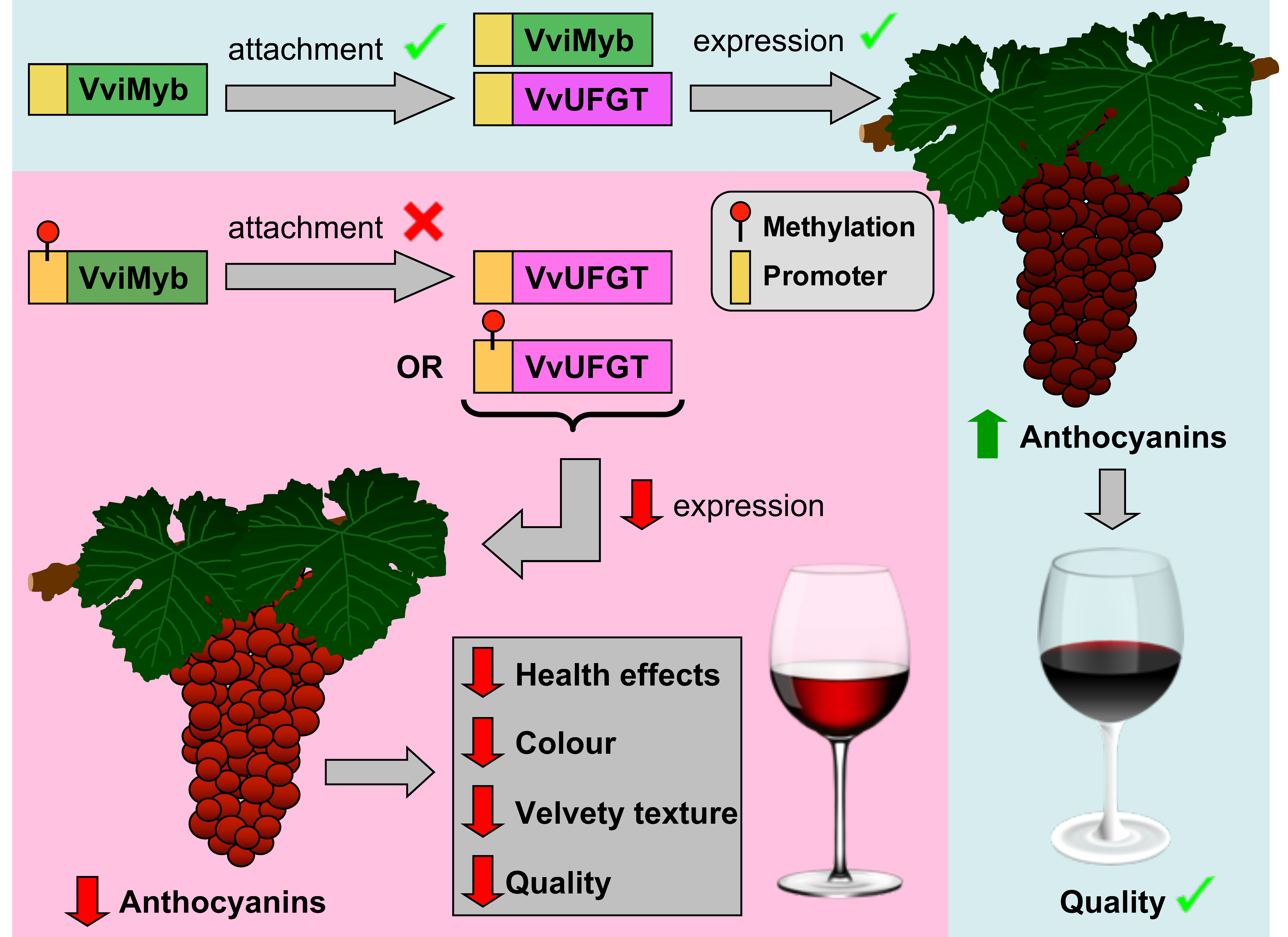 Plants 13 00515 g005