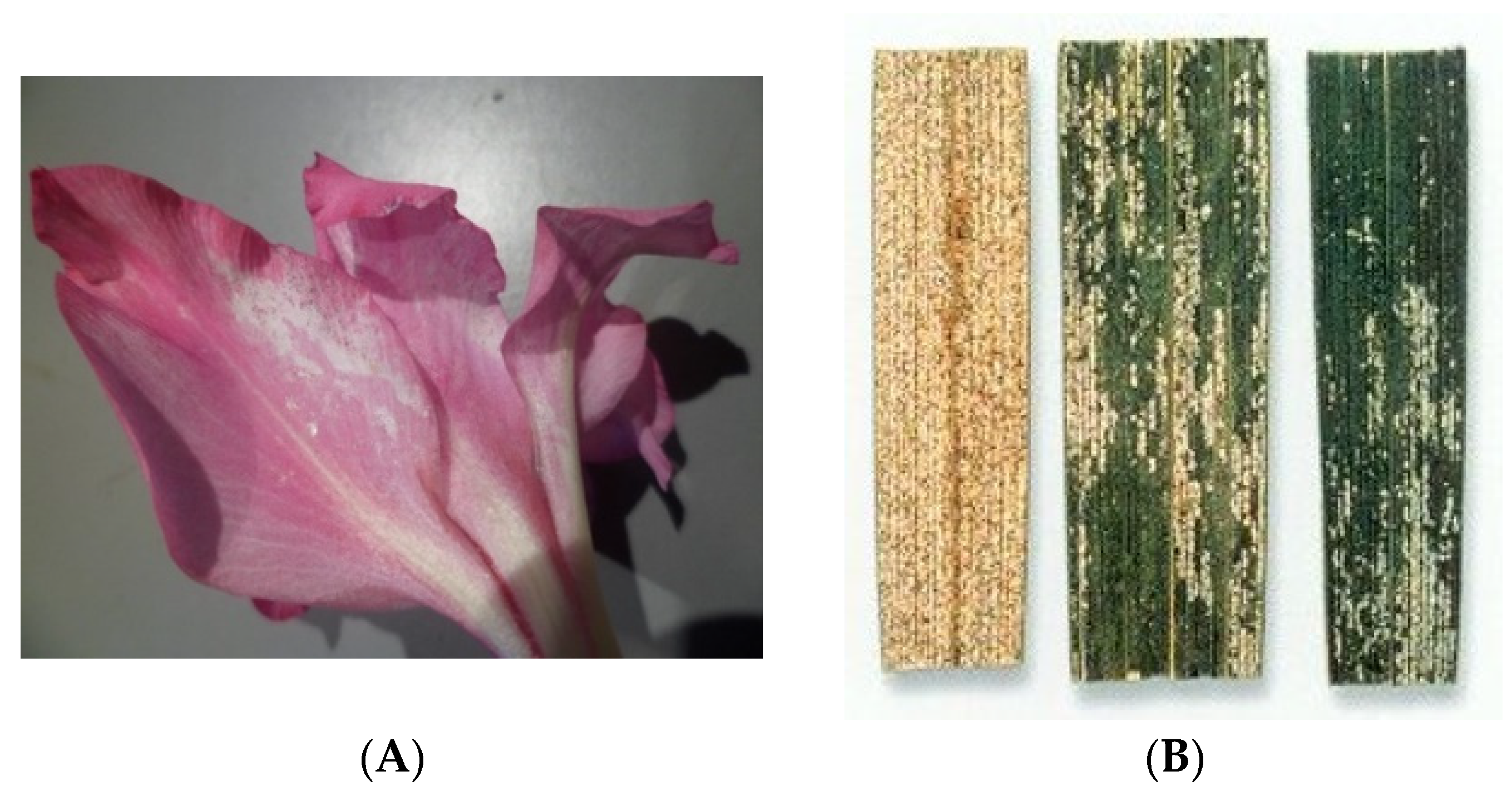 Plants 13 00687 g001