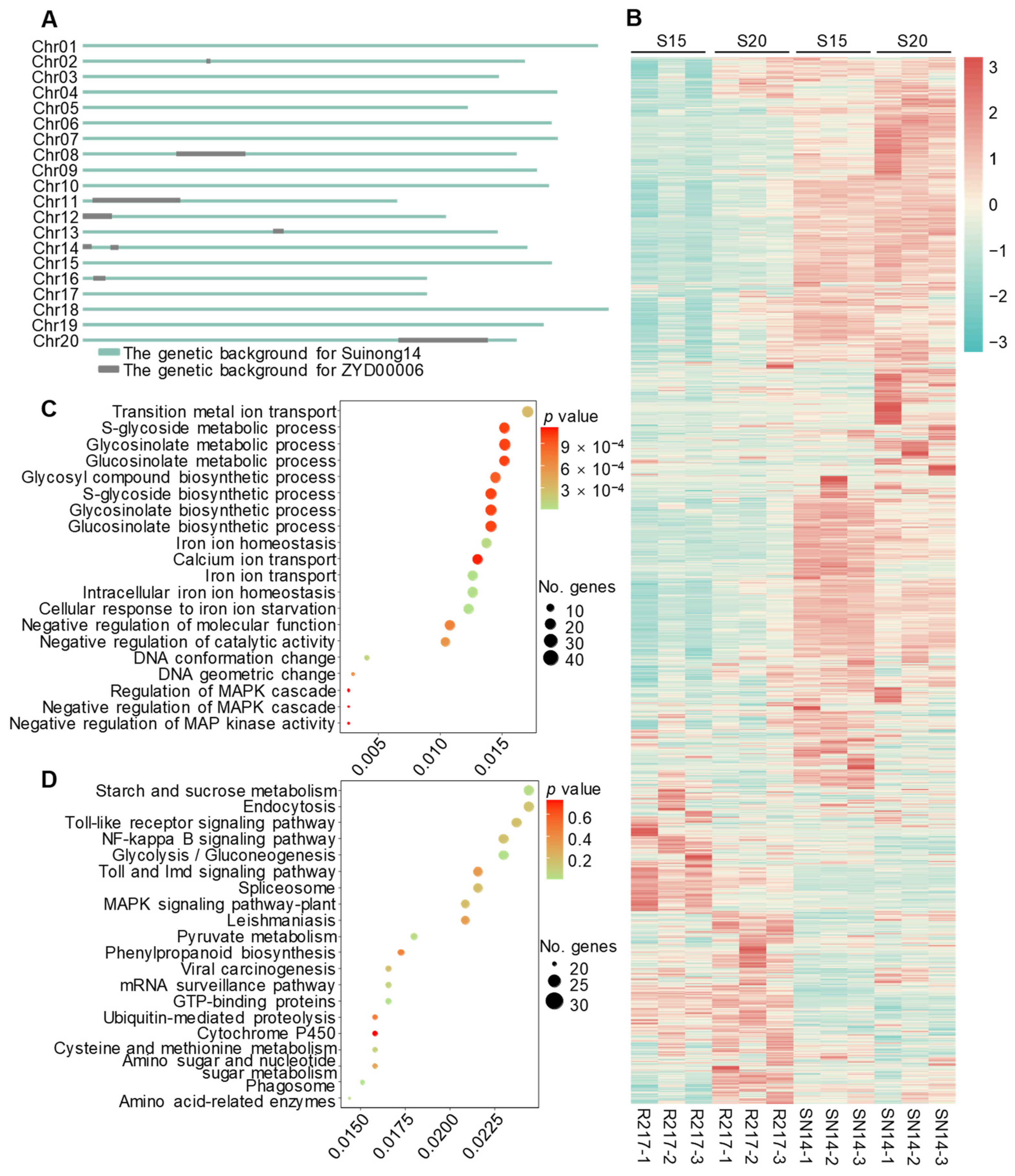 Plants 13 00908 g004