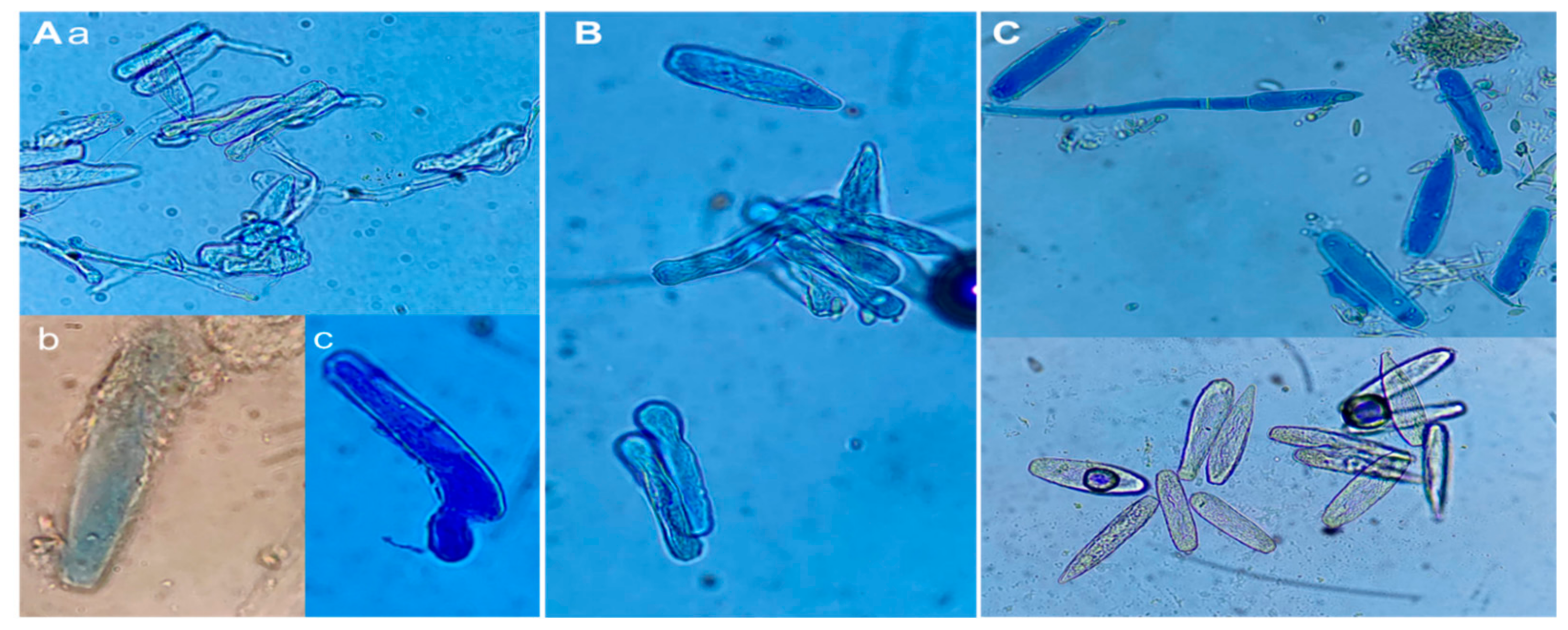 Plants 13 00915 g007