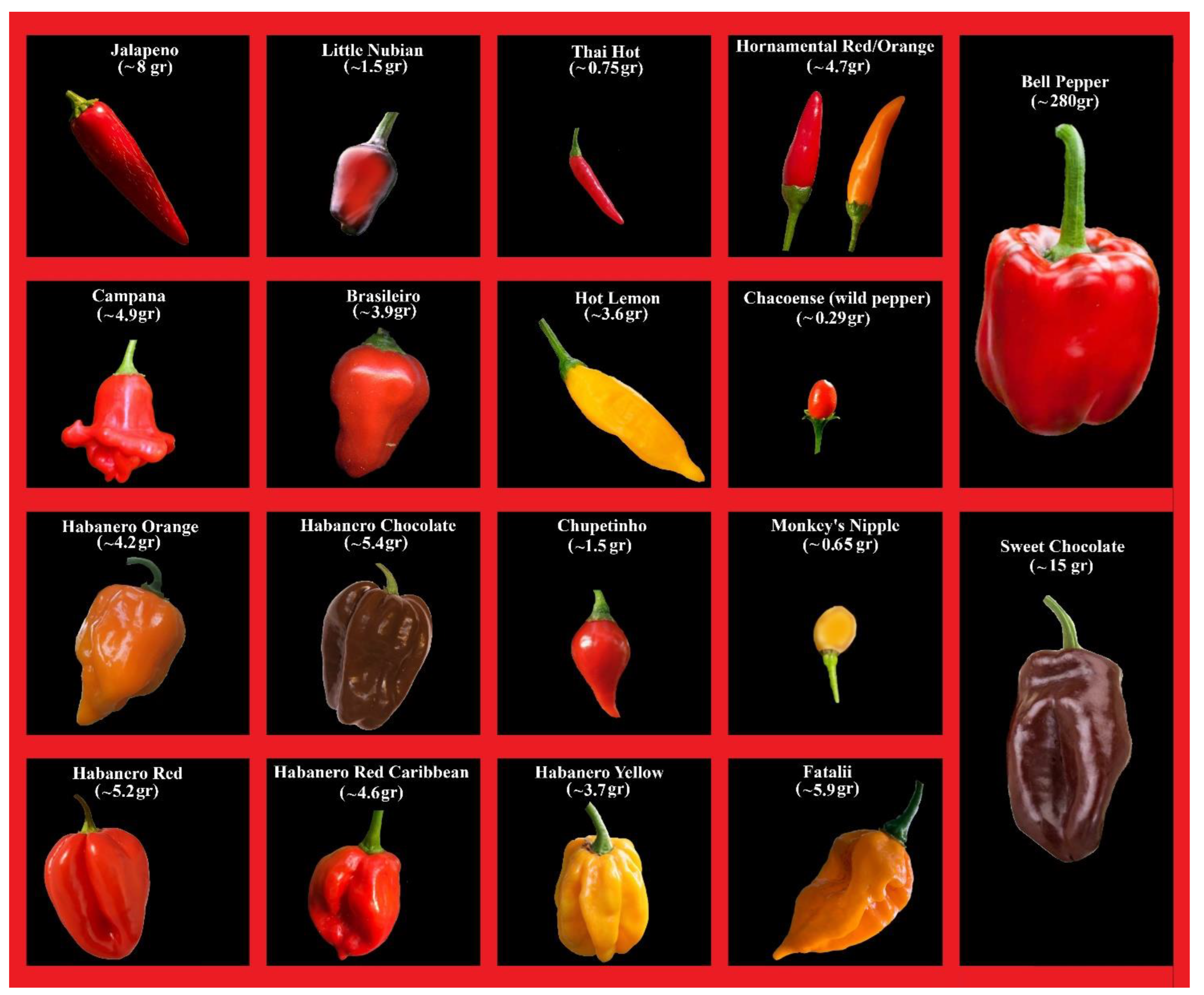 Plants 13 01131 g001