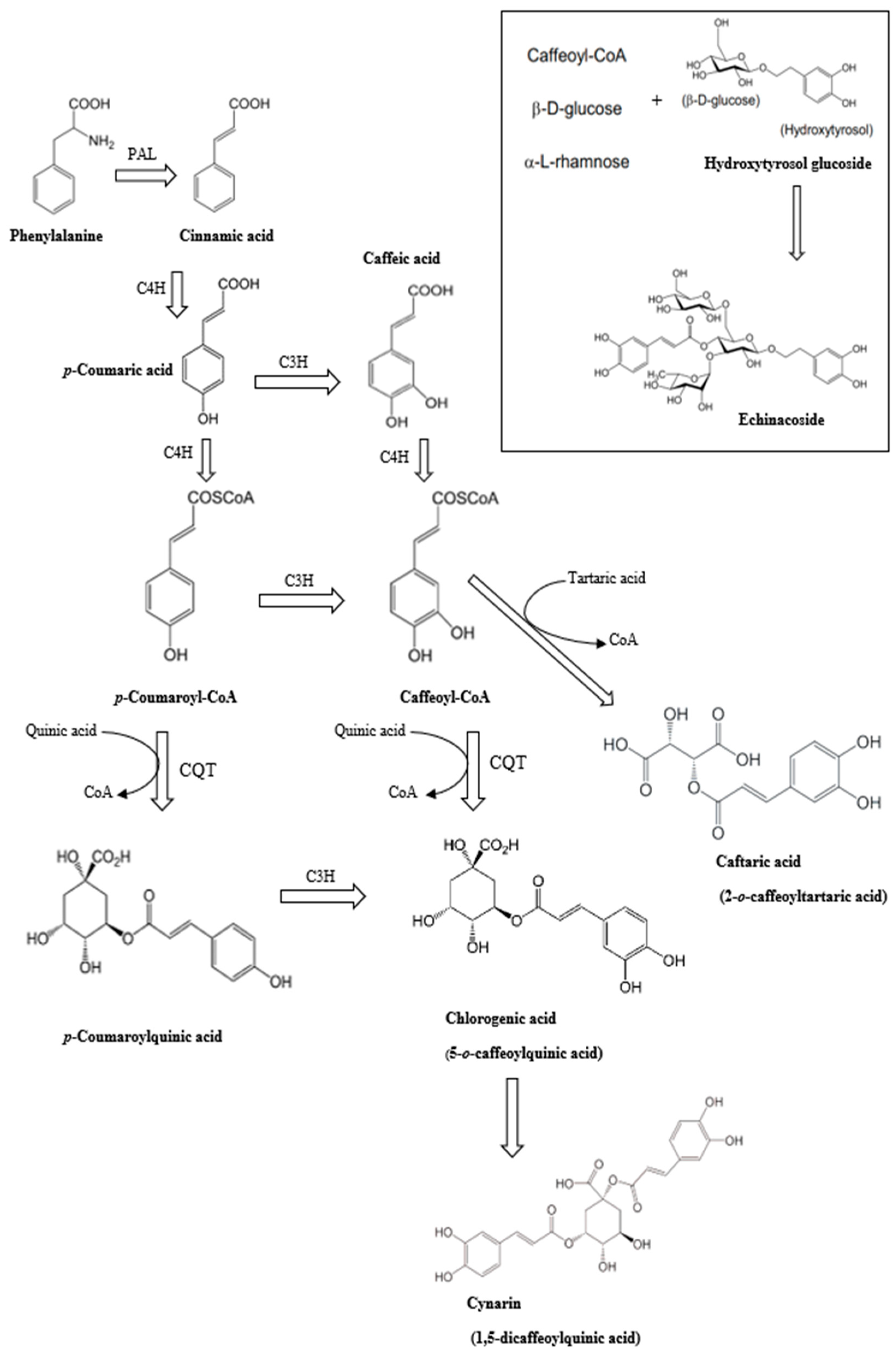 Plants 13 01235 g001