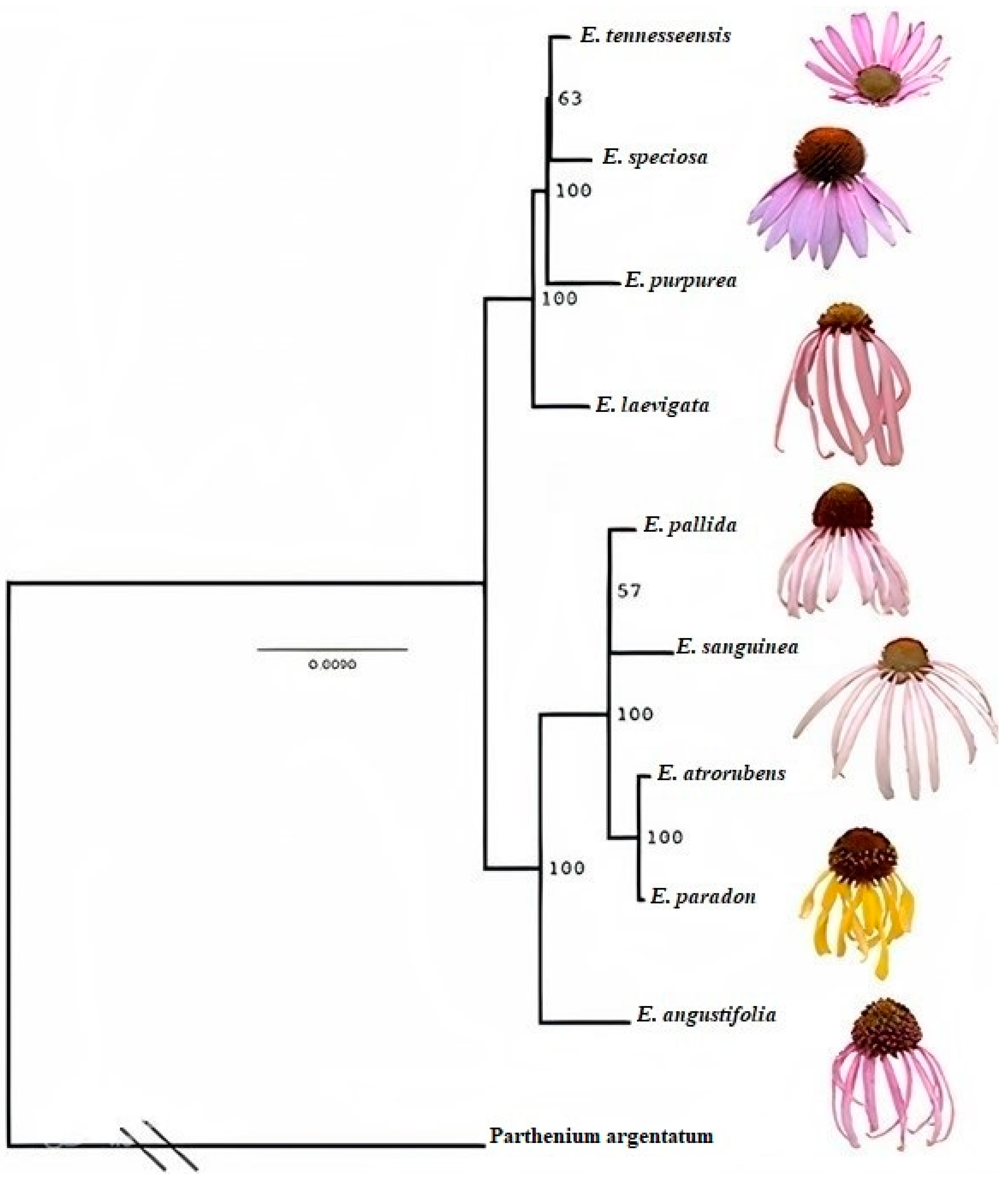 Plants 13 01235 g004