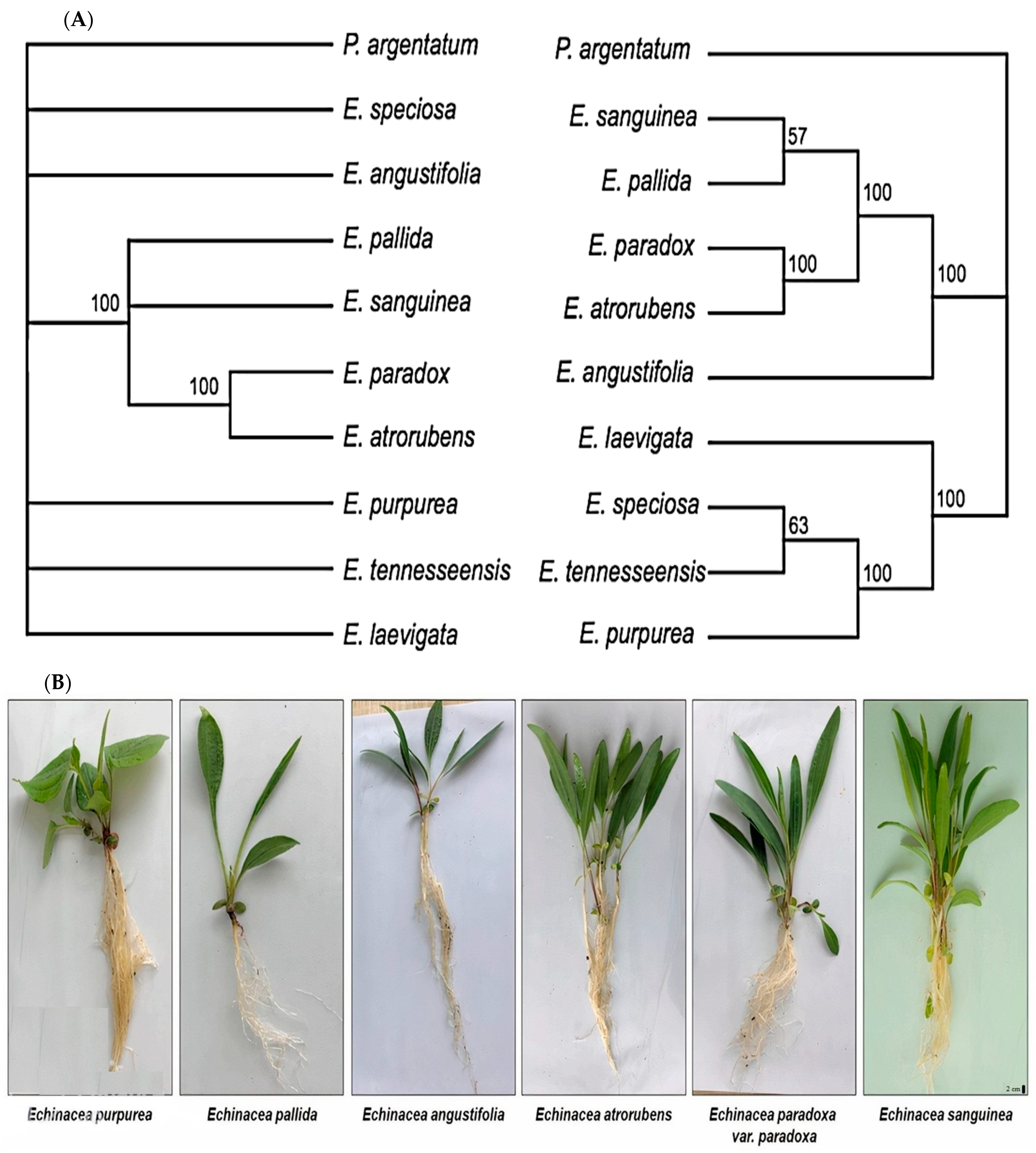 Plants 13 01235 g005