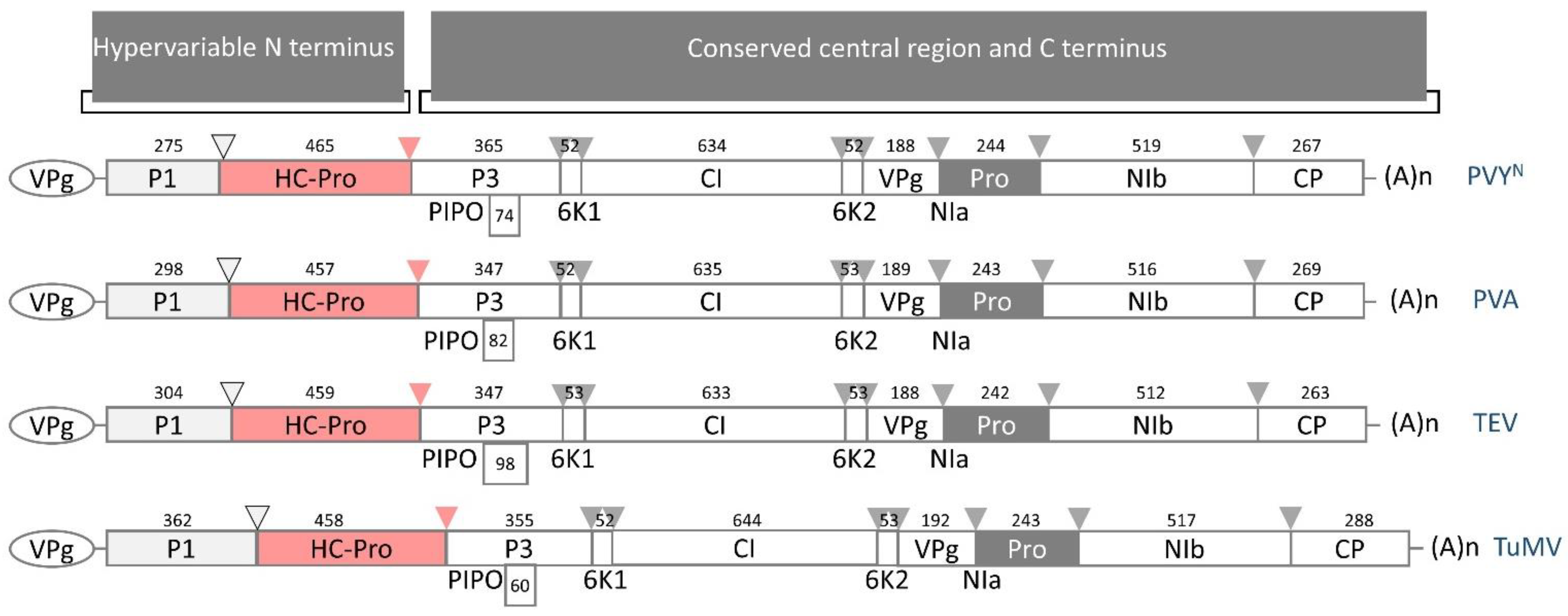 Plants 13 01236 g001
