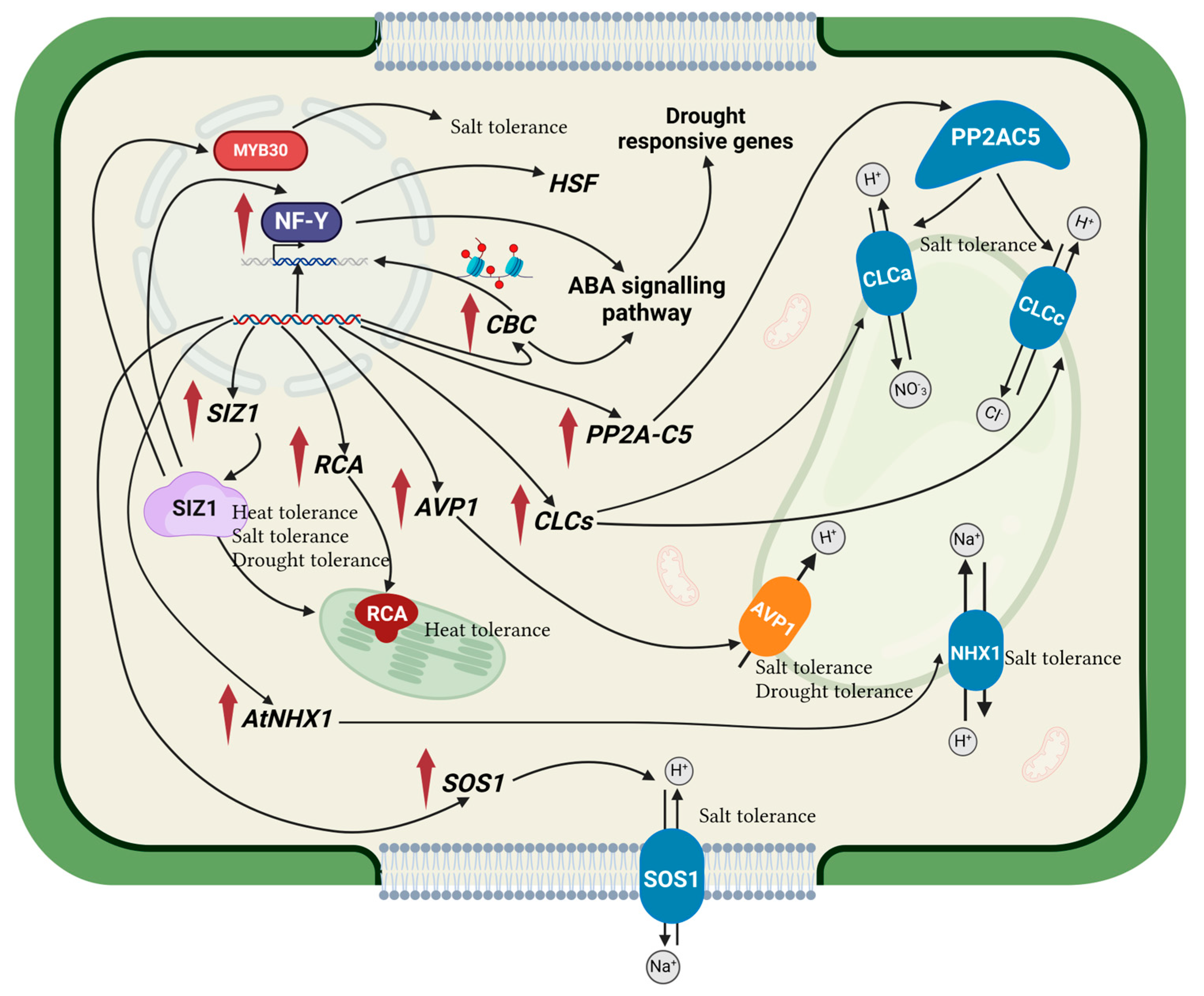 Plants 13 01238 g001