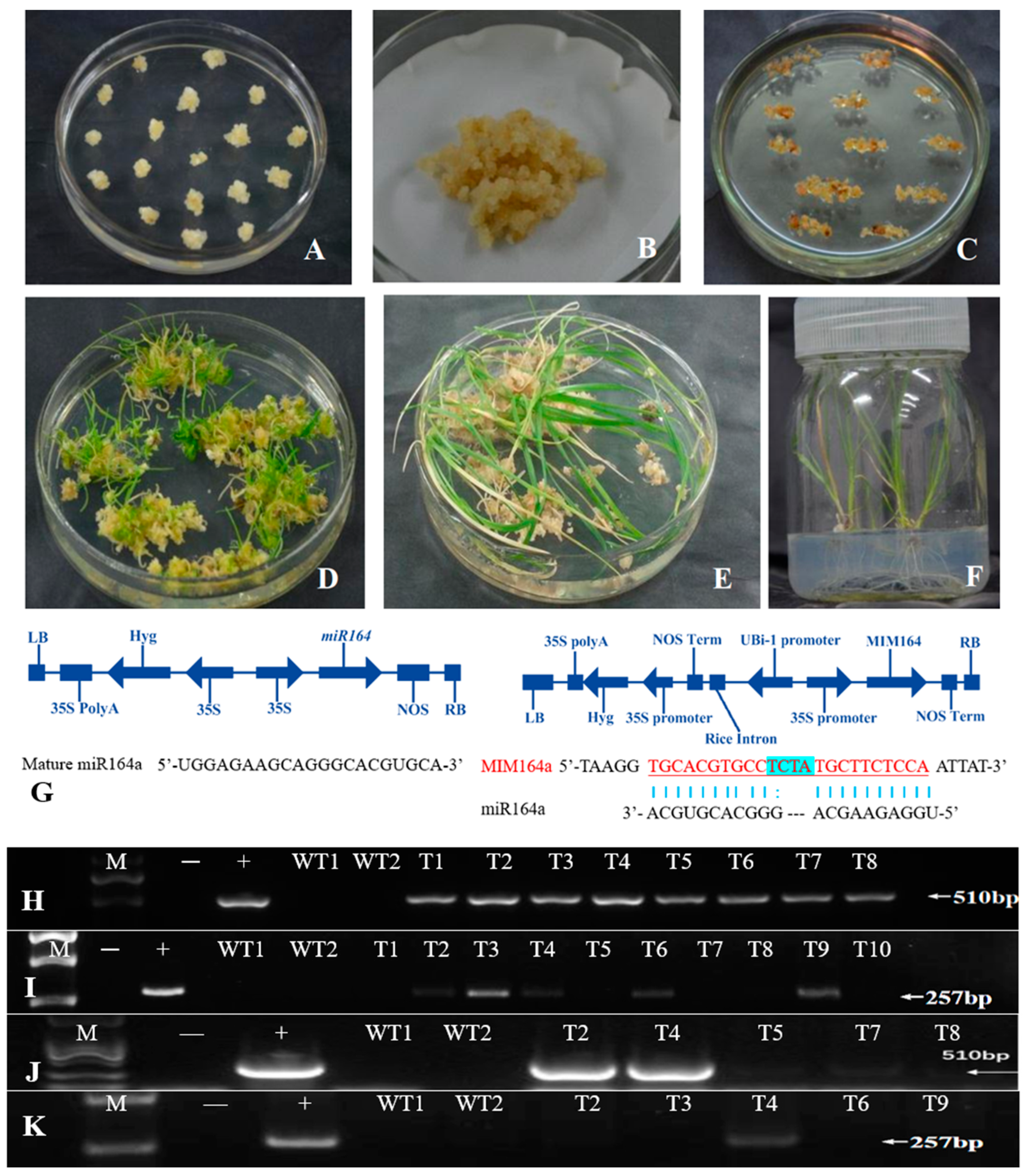 Plants 13 01242 g001